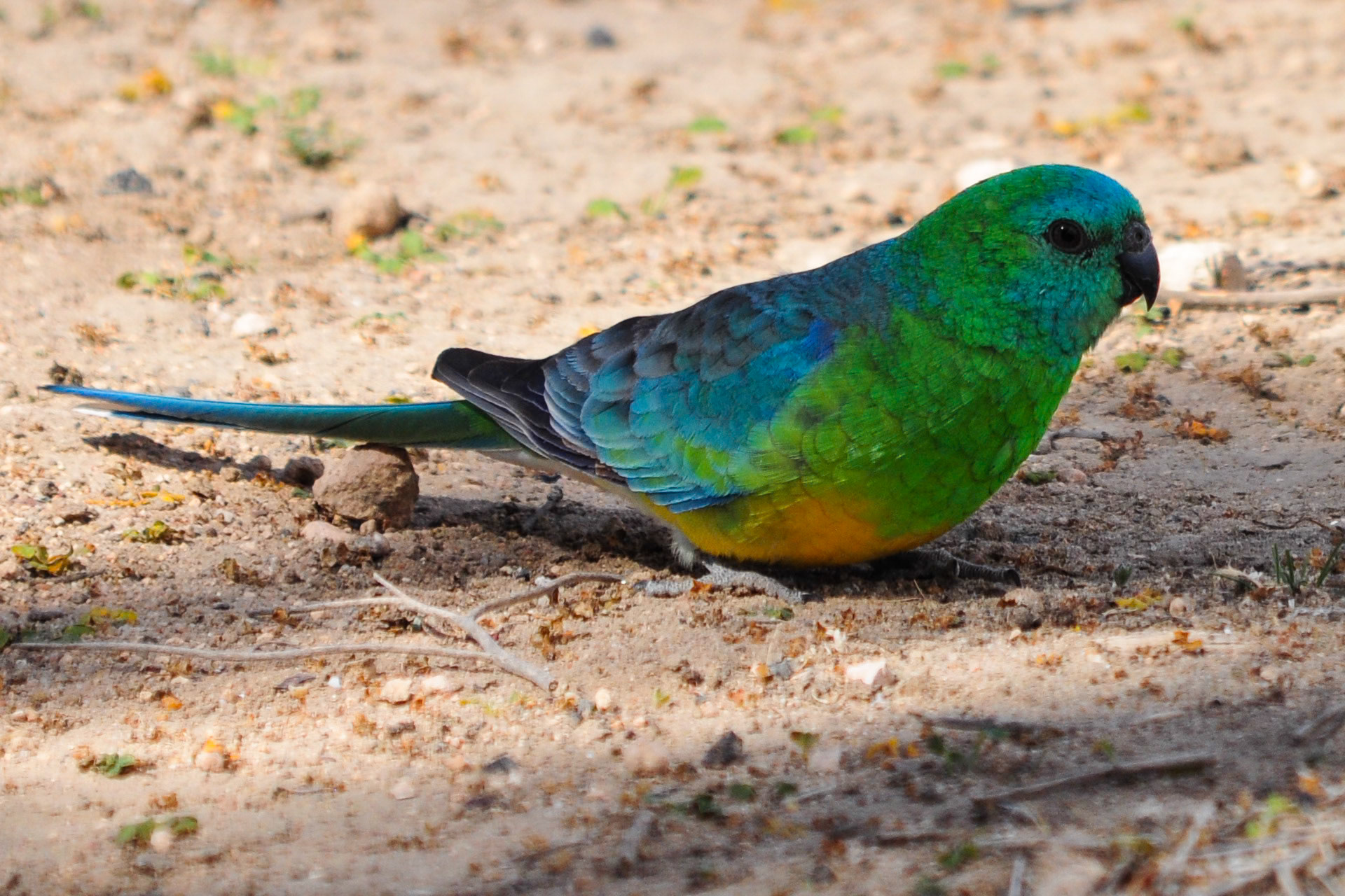 Red Rumped Parrot