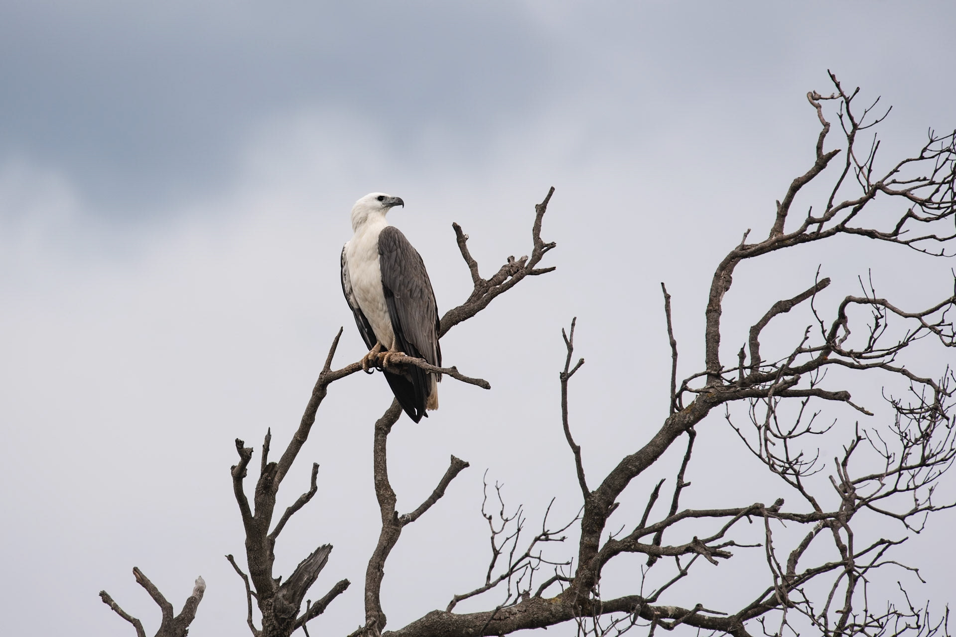 Sea Eagle, Lakes Entrance
