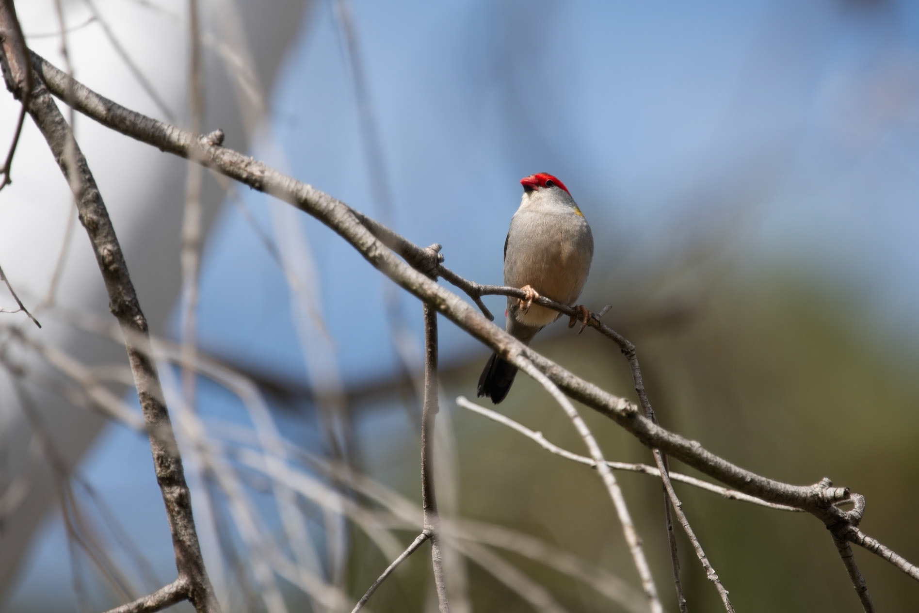 Red Browed Fire Tail, Snowy Valley