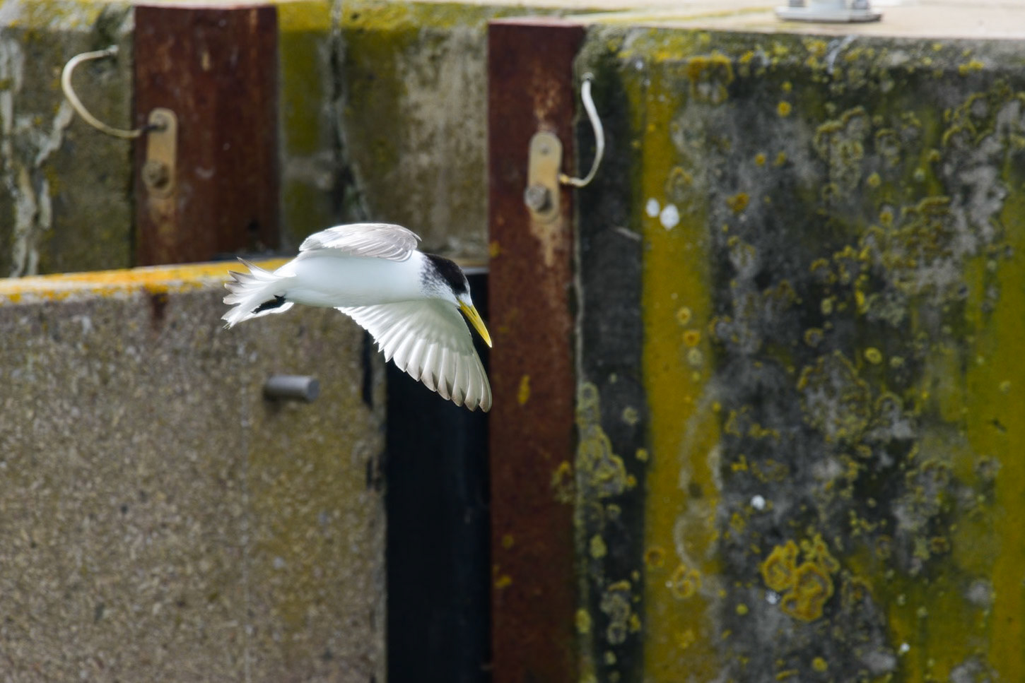 Fairy Tern, Goolwa
