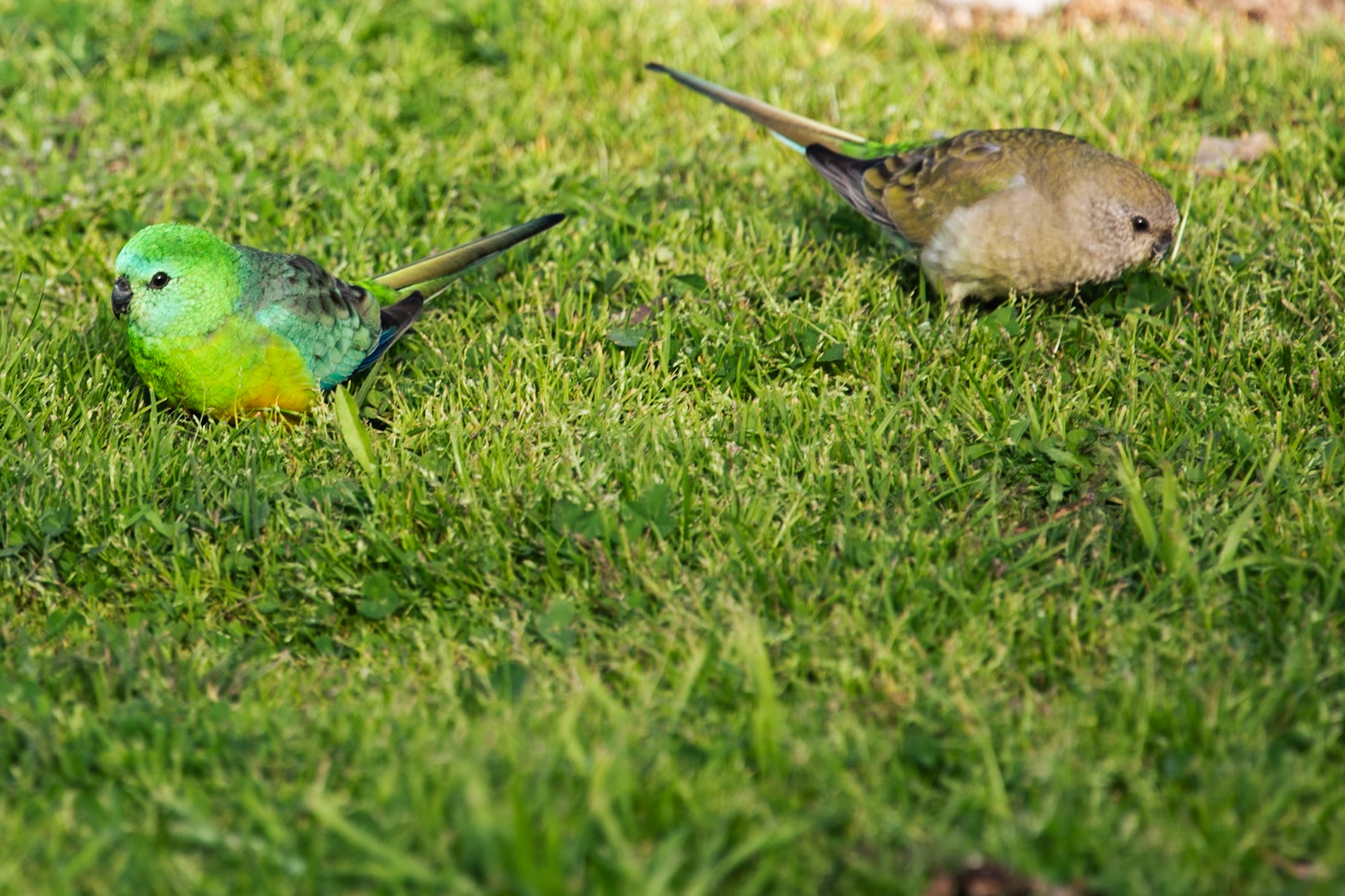 Male &amp; Female Red Rumped Parrot