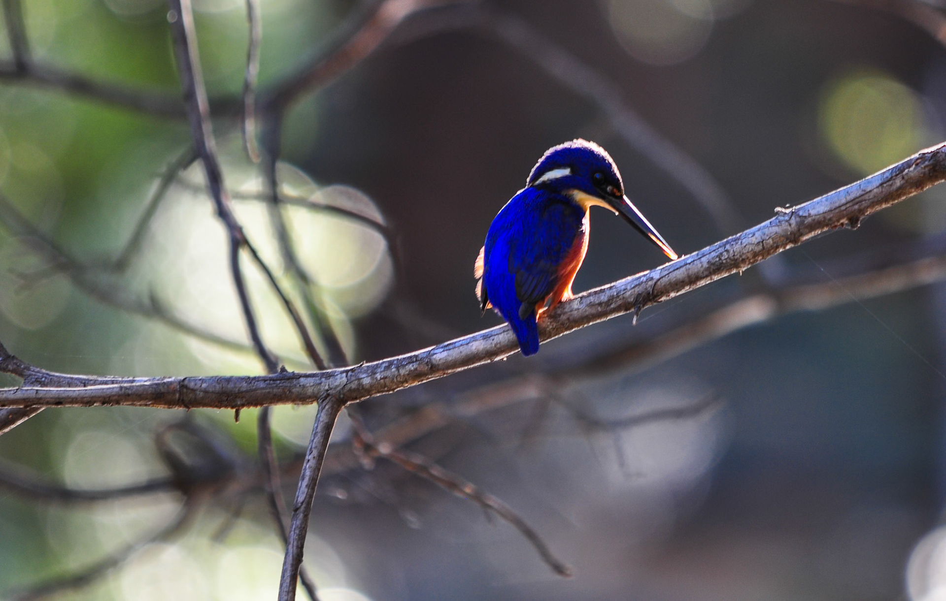 Azure Kingfisher, Wattle Flats RNP