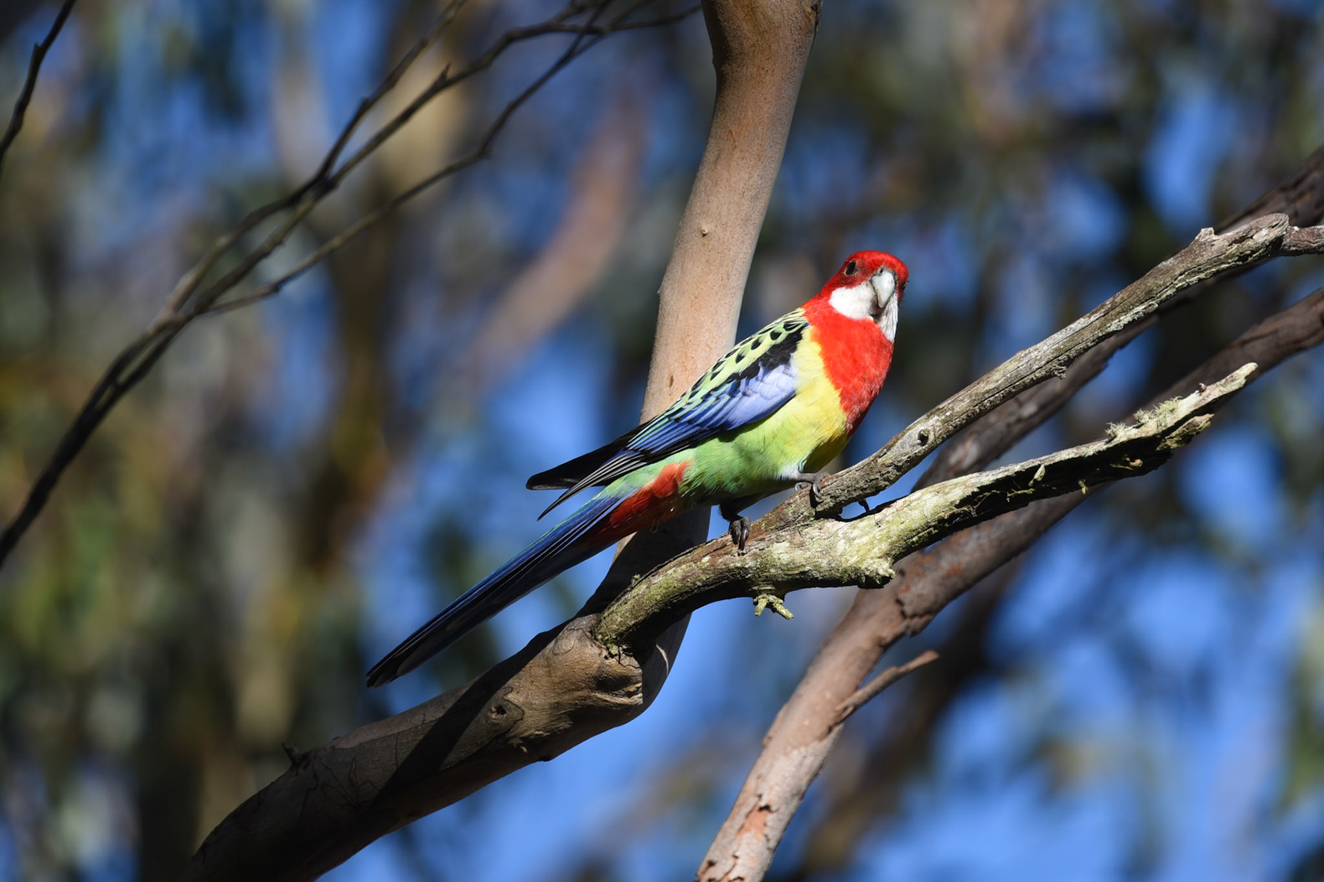 Eastern Rosella