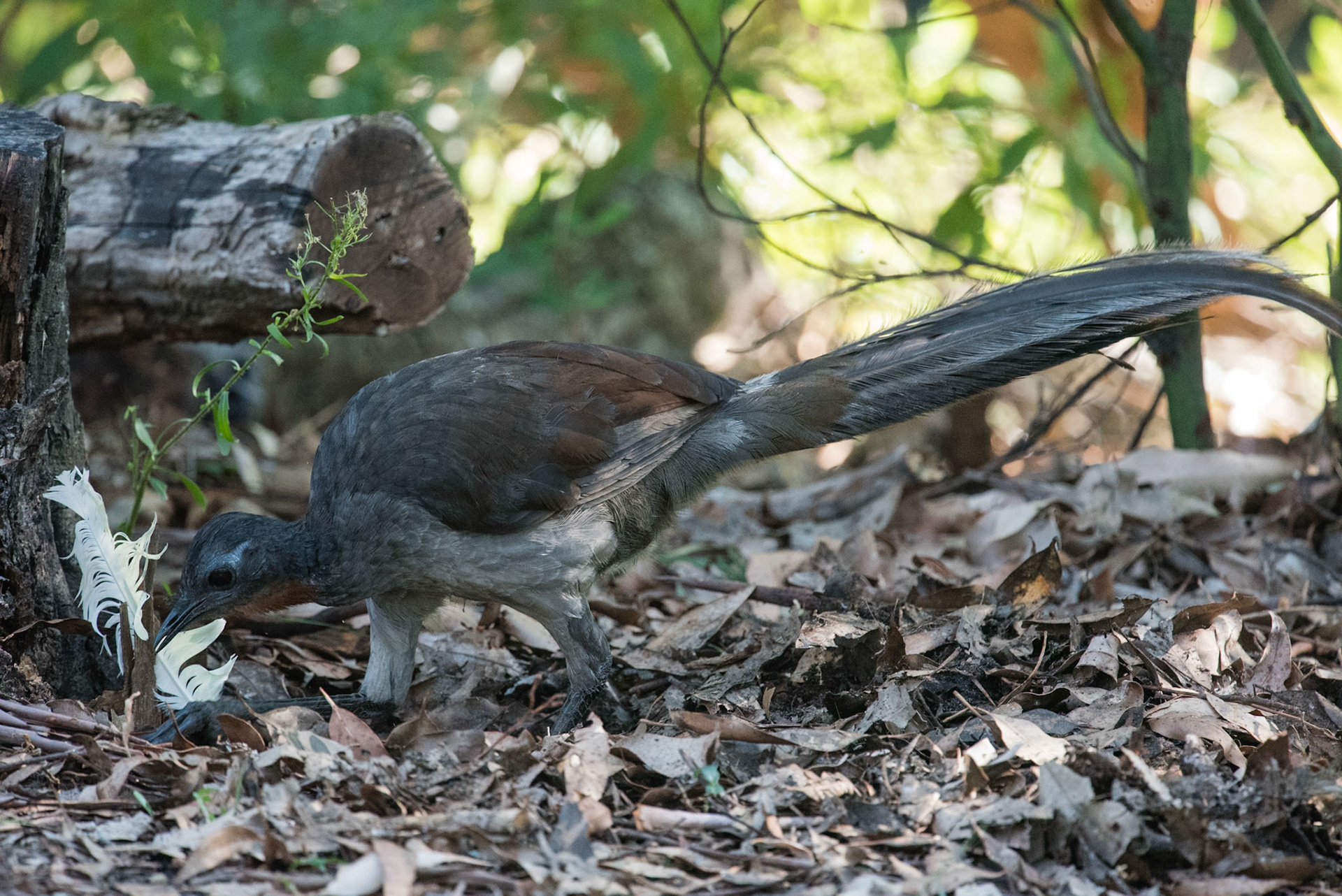 Superb Lyrebird