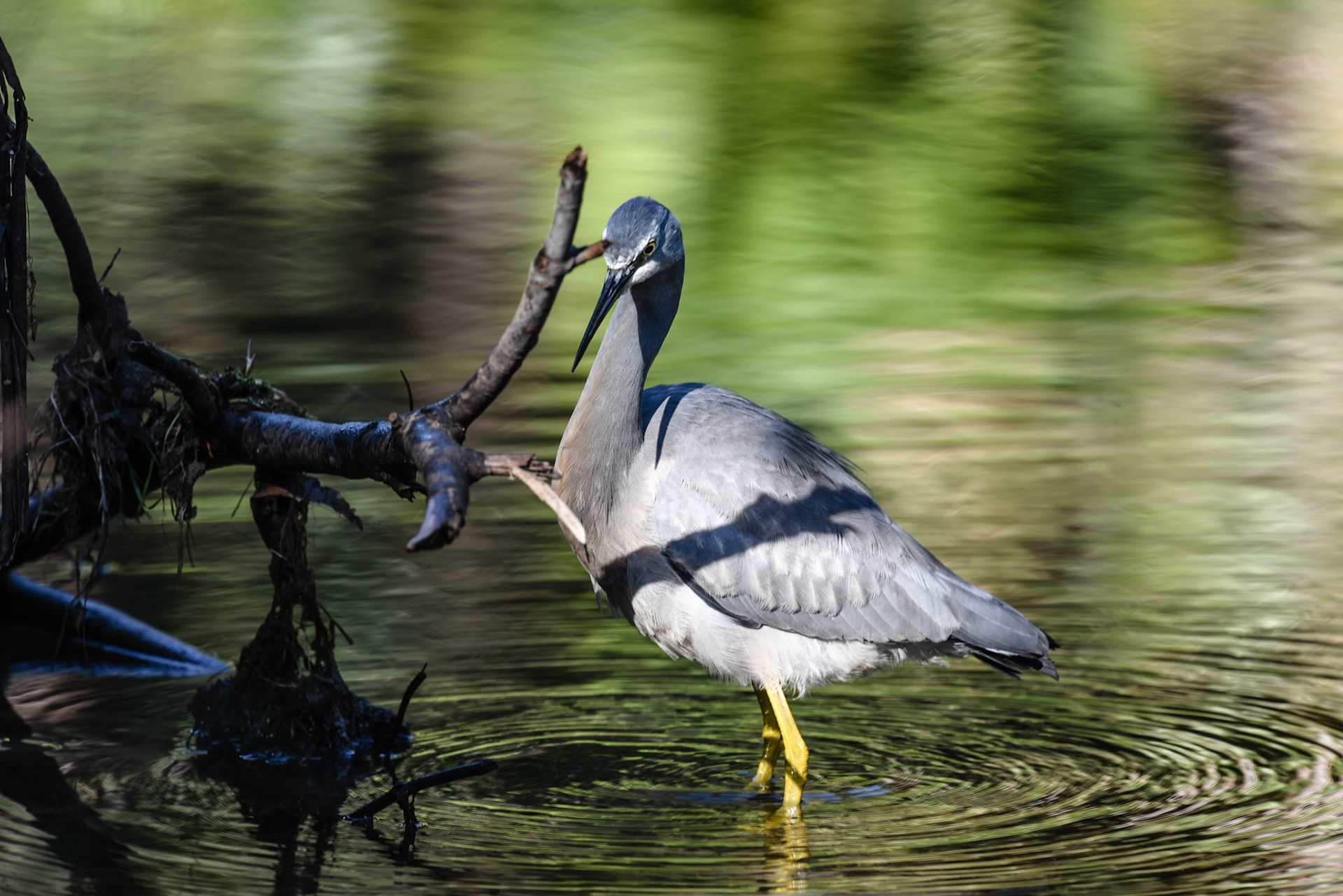 White Faced Heron, Hacking River Audley
