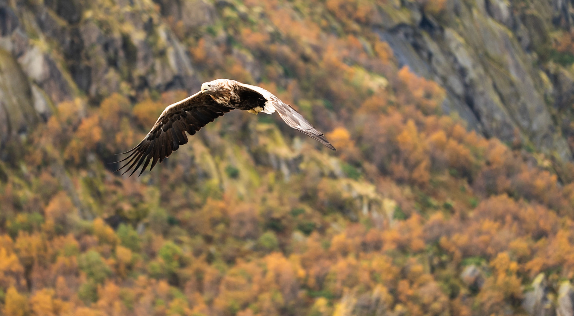 Sea Eagle Trollfjord