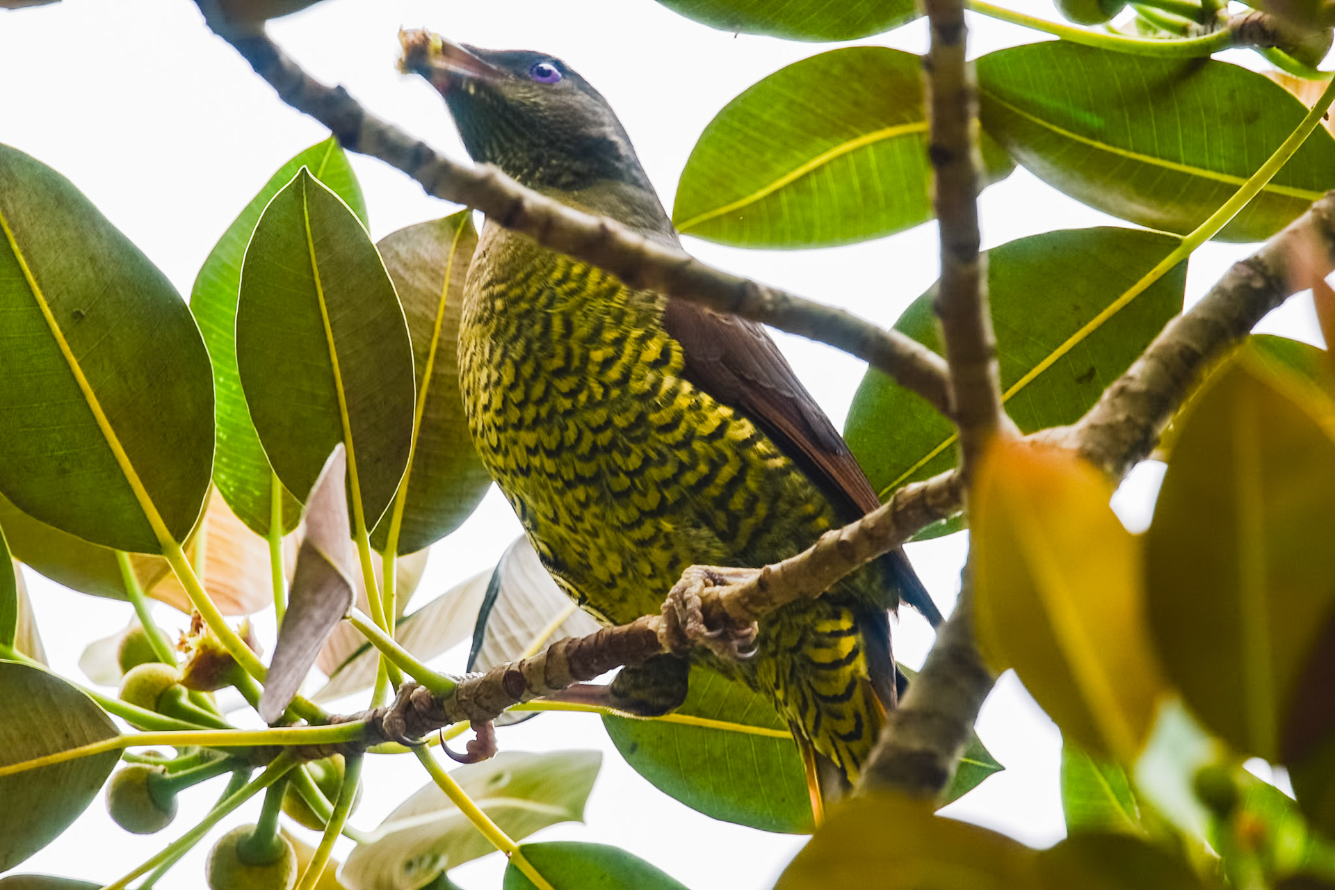 Satin Bowerbird