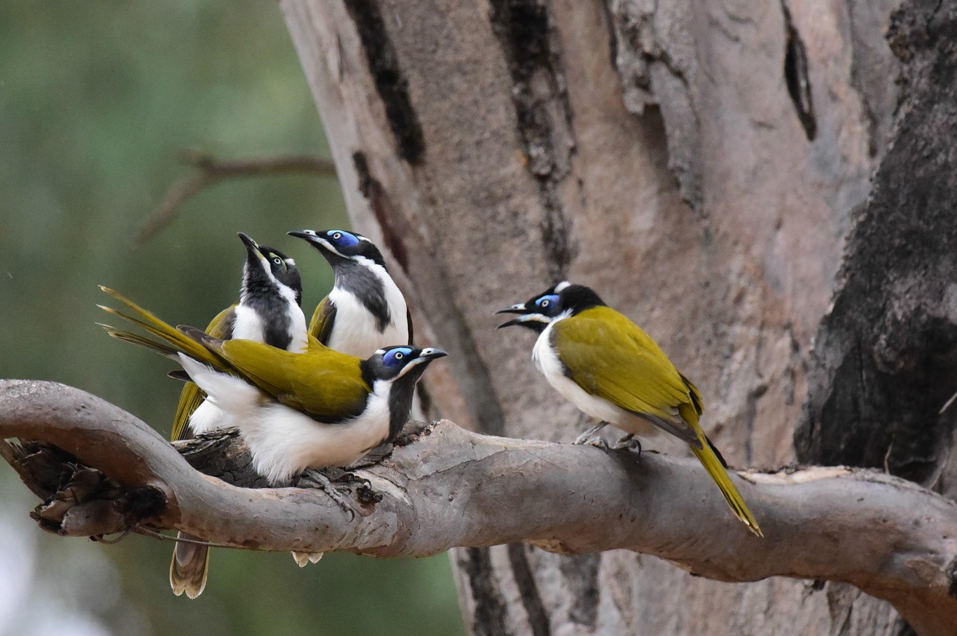 Blue Faced Honeyeater
