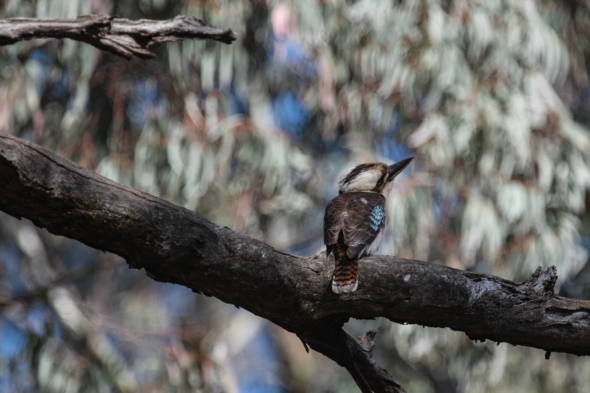Blue Winged Kookuburra, Wilpena Pound