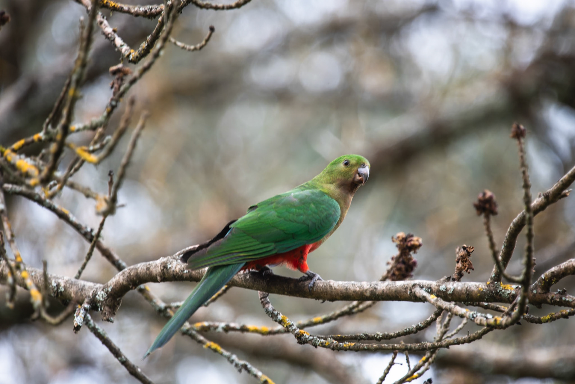 Female King Parrot Bright