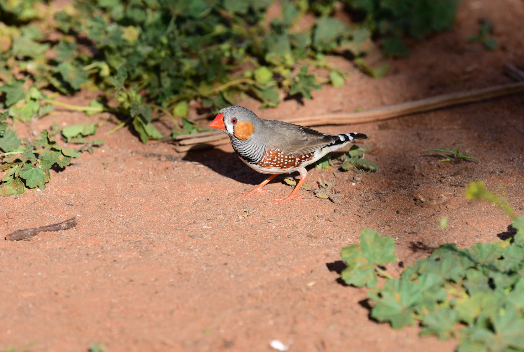 Zebra Finch