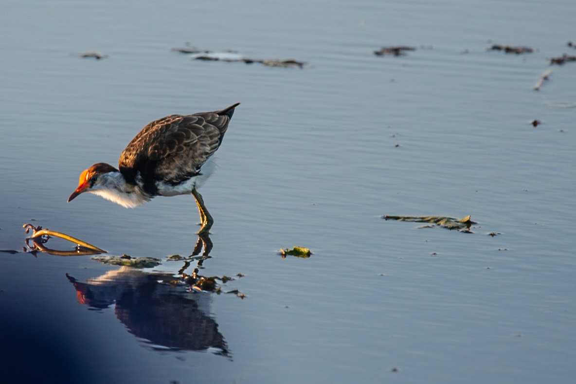 Comb-crested Jacana