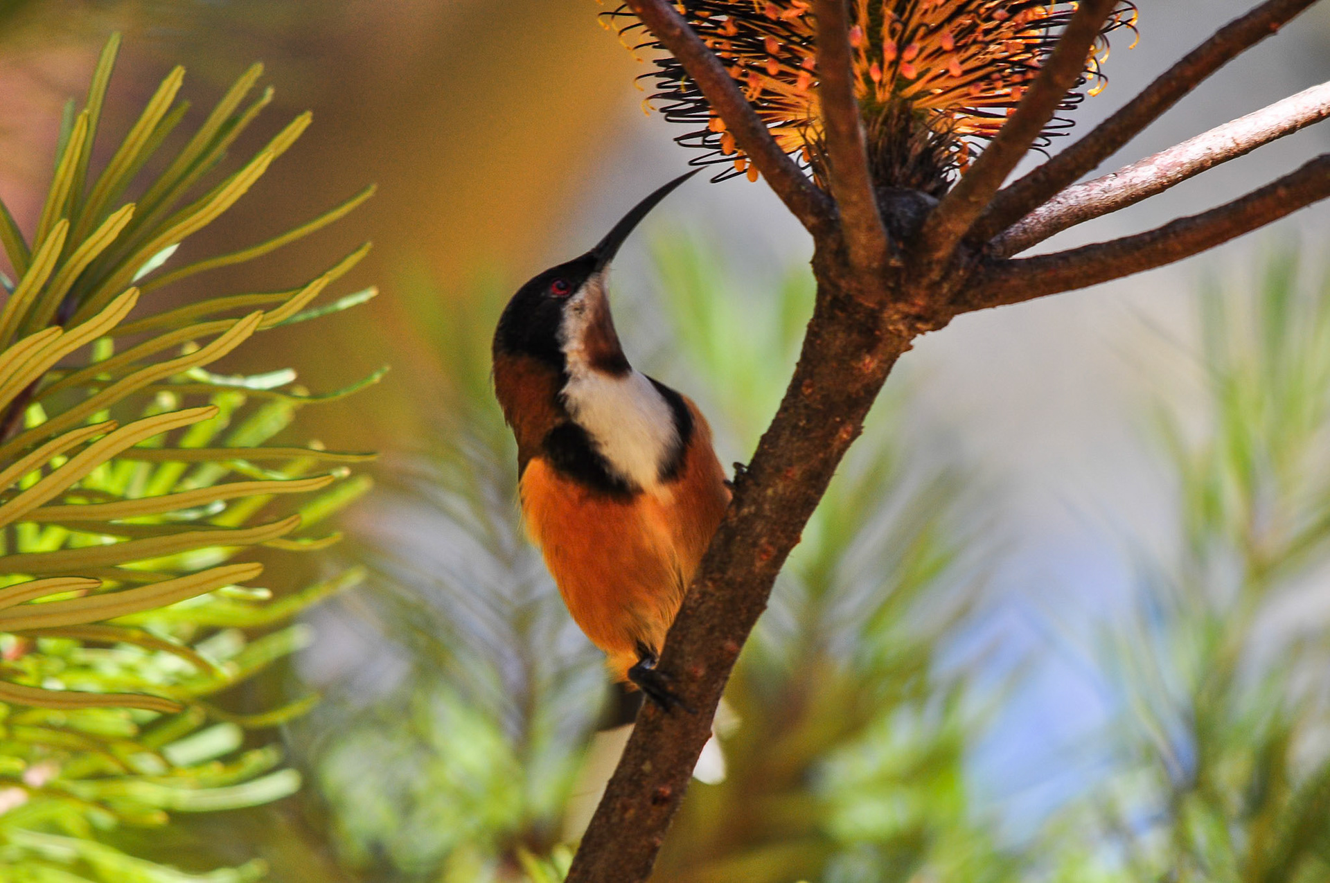 Eastern Spinebill