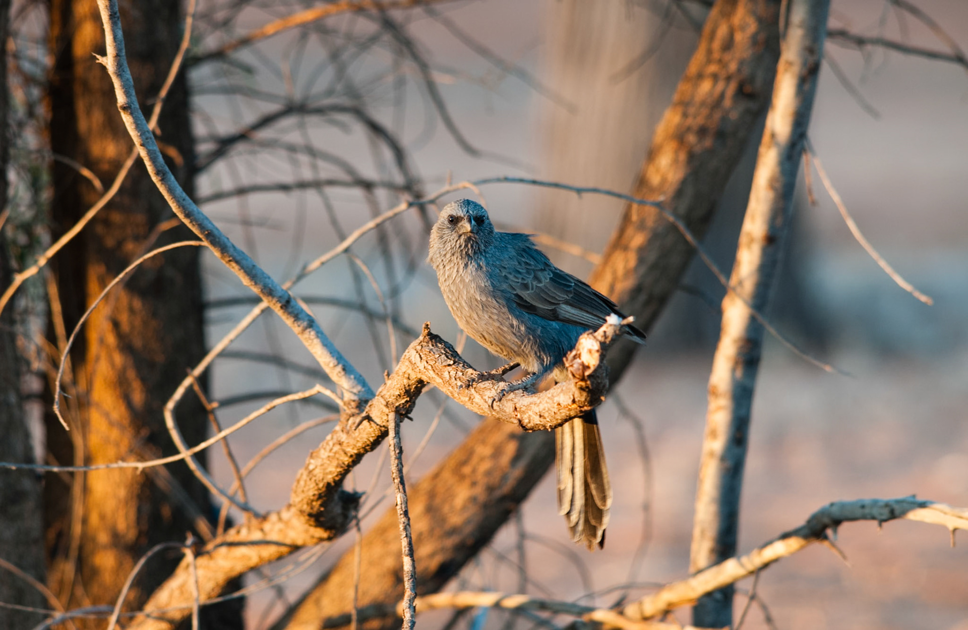 Apostlebird