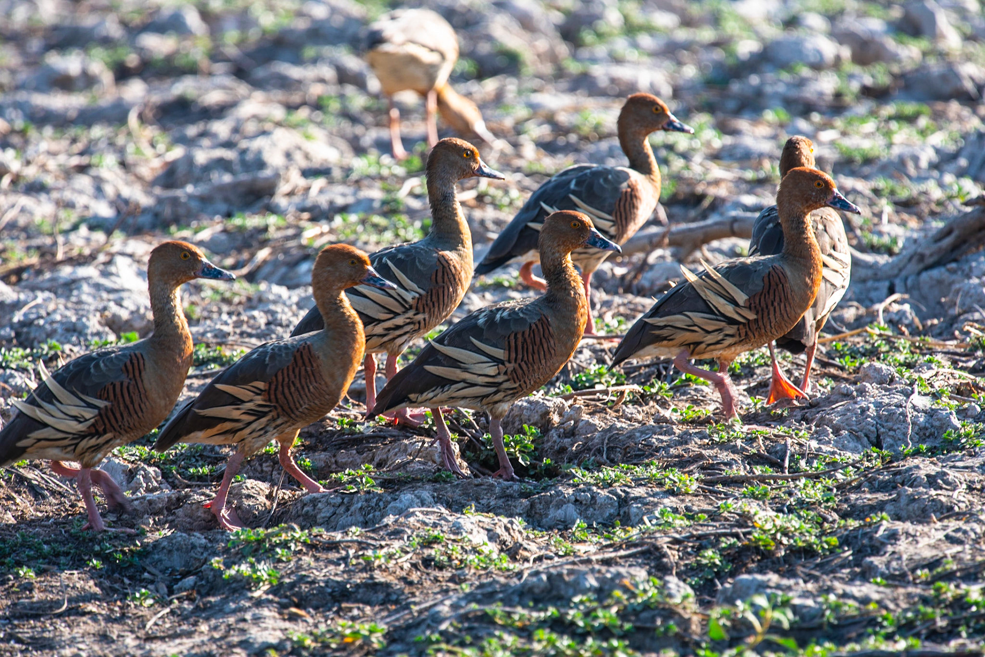 Plumed Whistling Duck