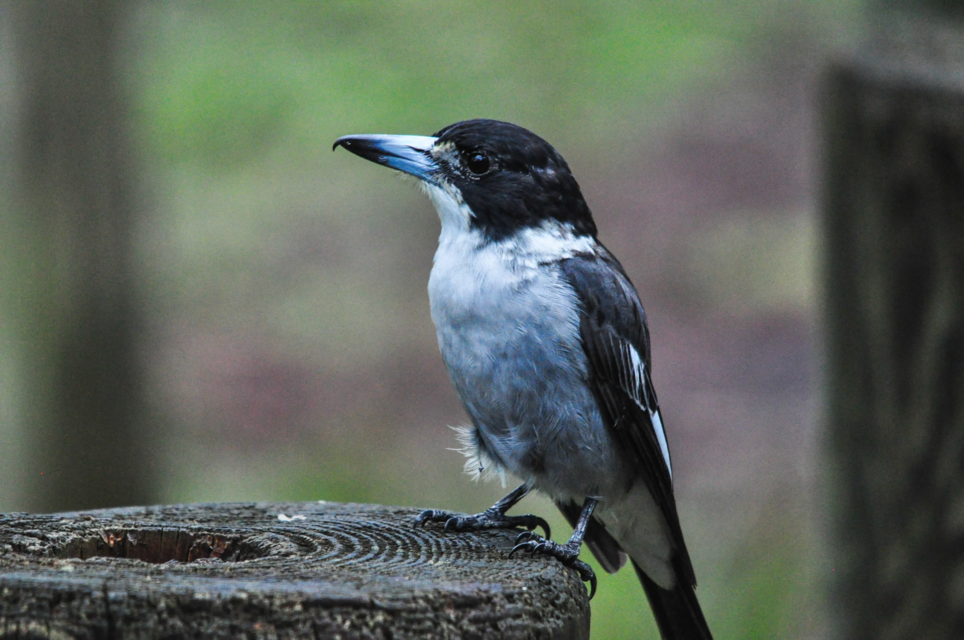 Butcher Bird