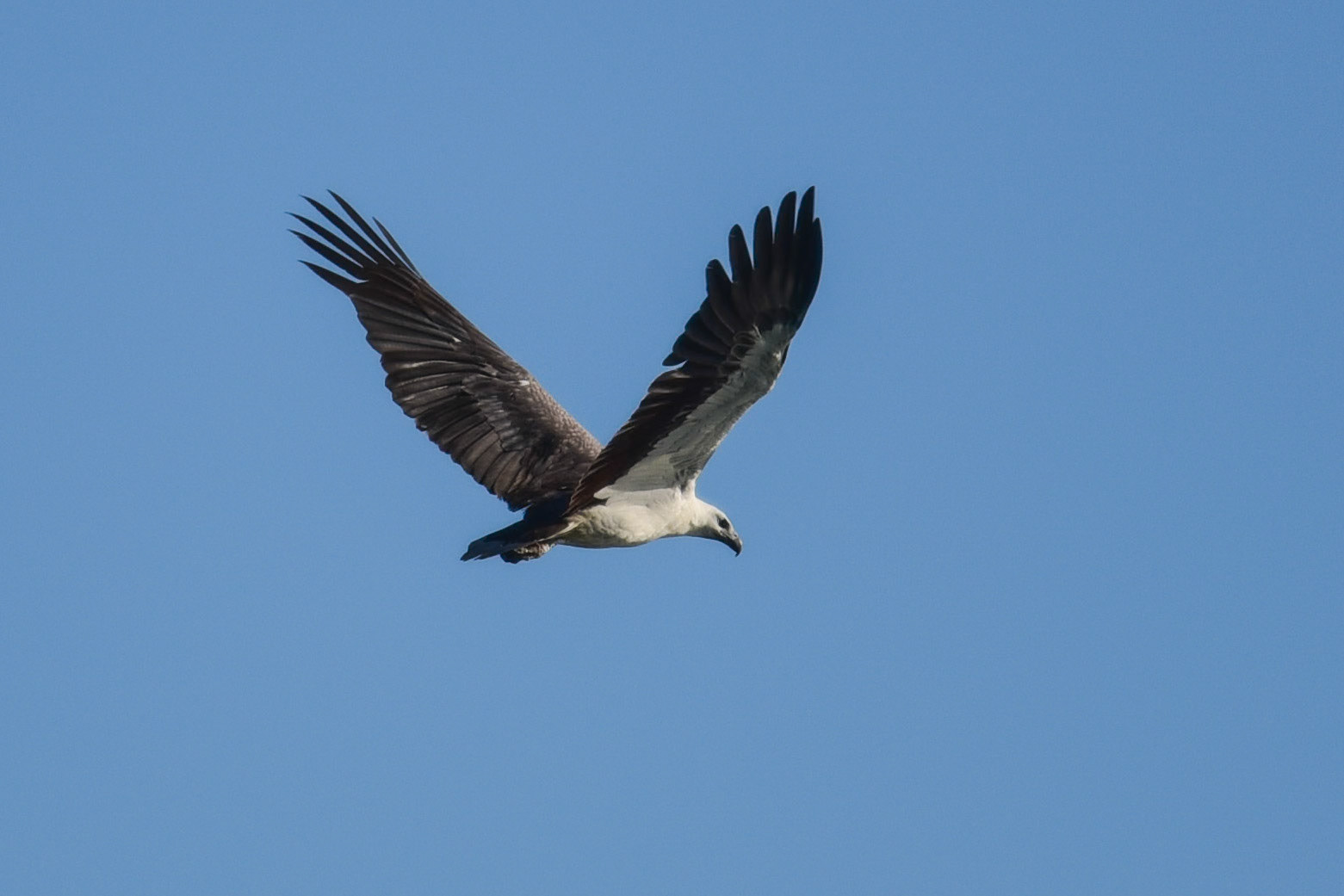 Sea Eagle