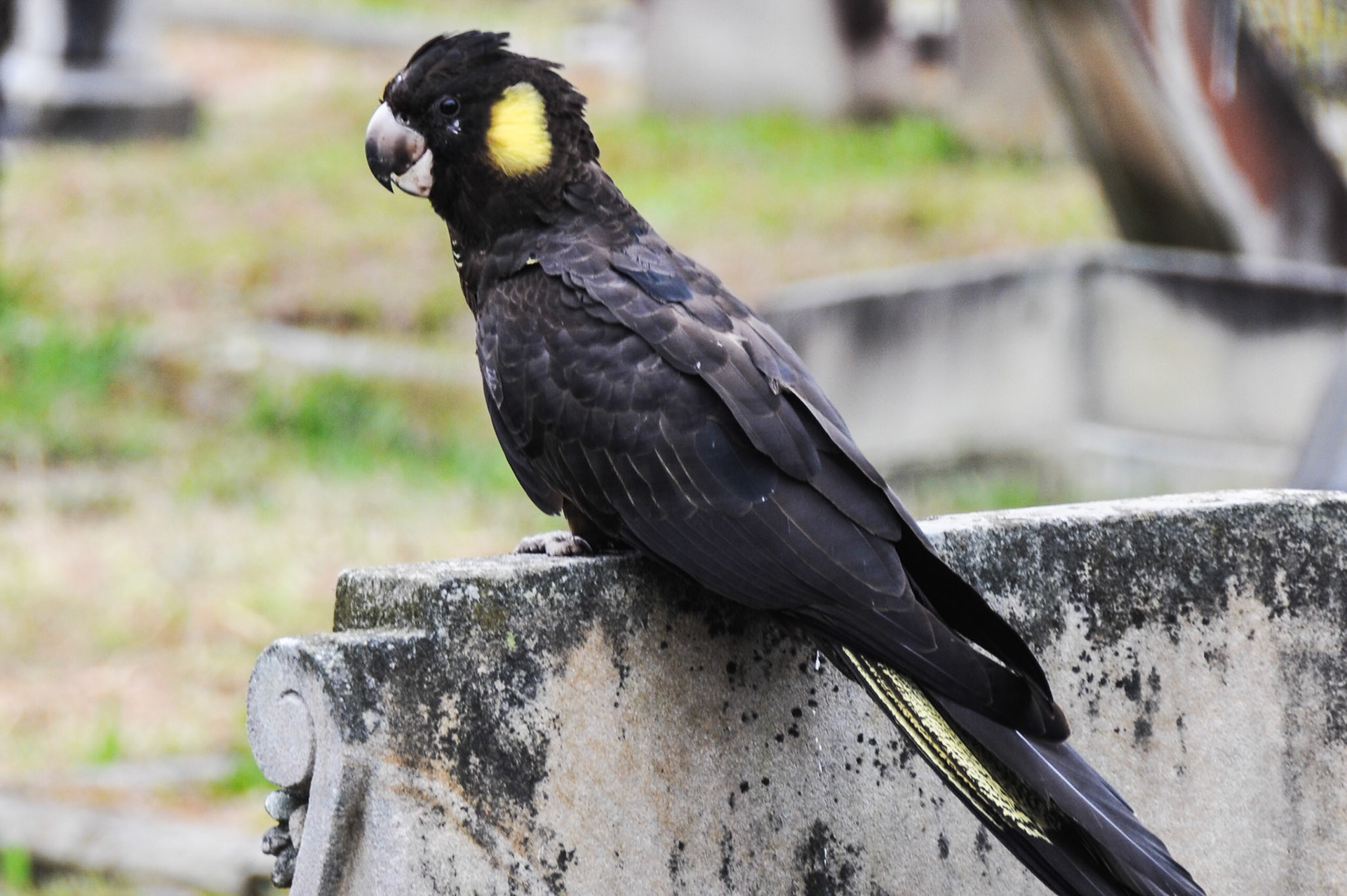 Yellow Tailed Black Cockatoo