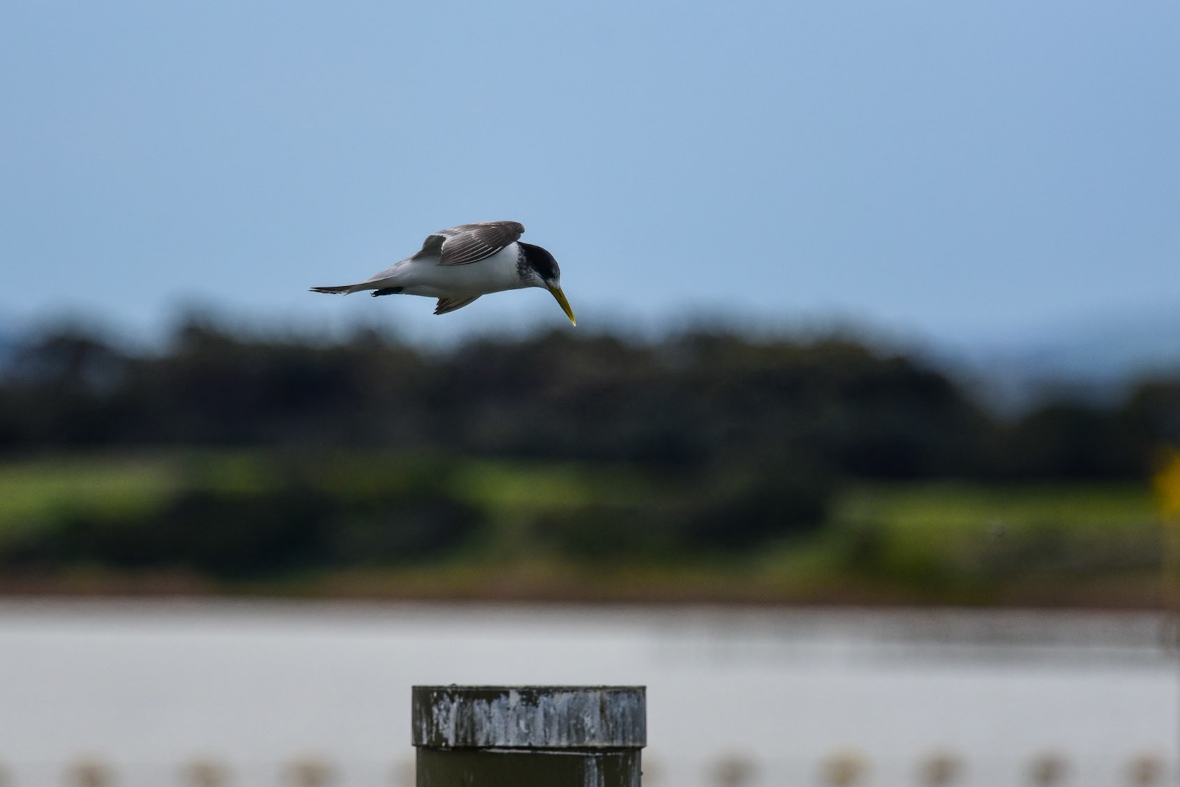 Little Tern, Goolwa