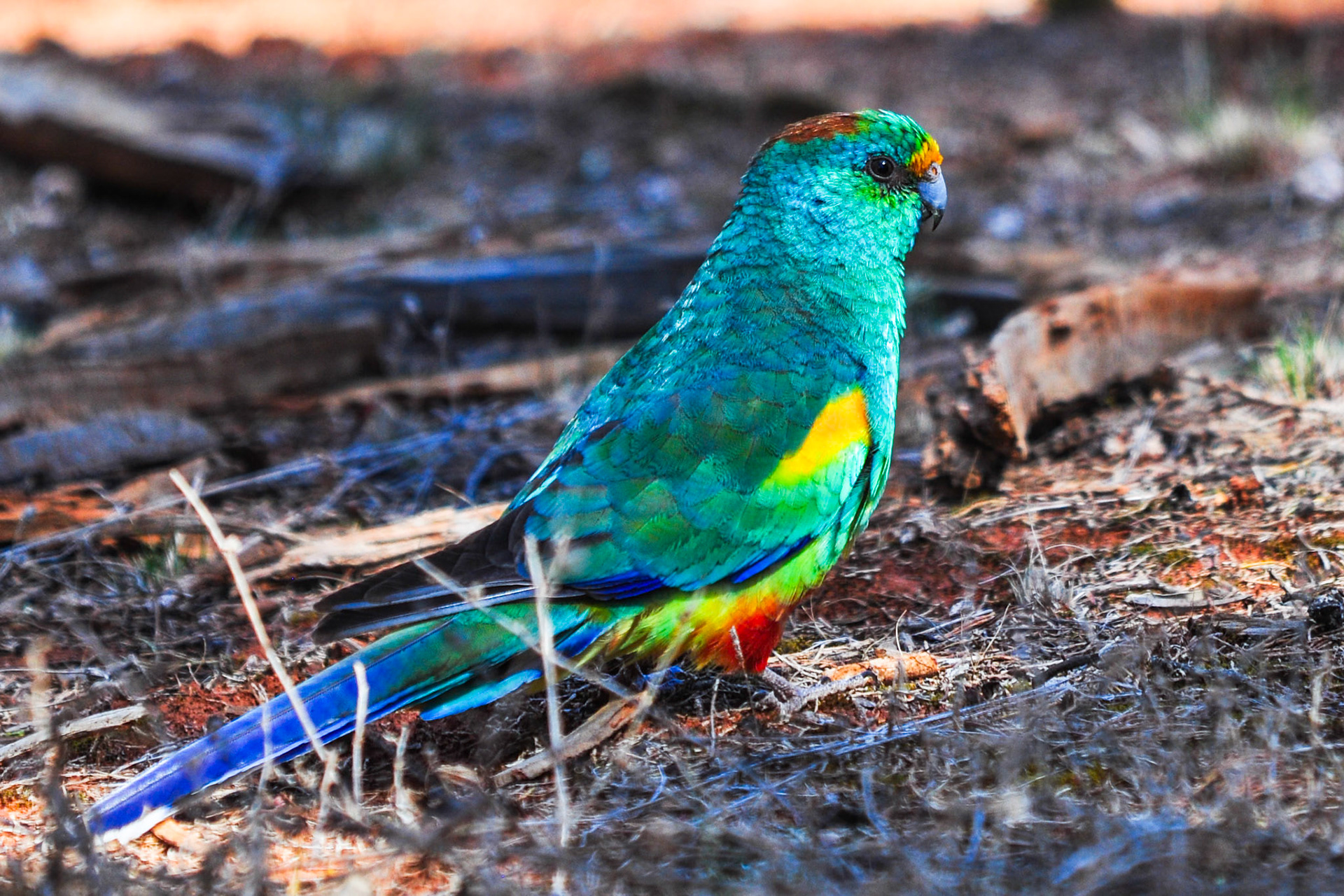 Mulga Parrot