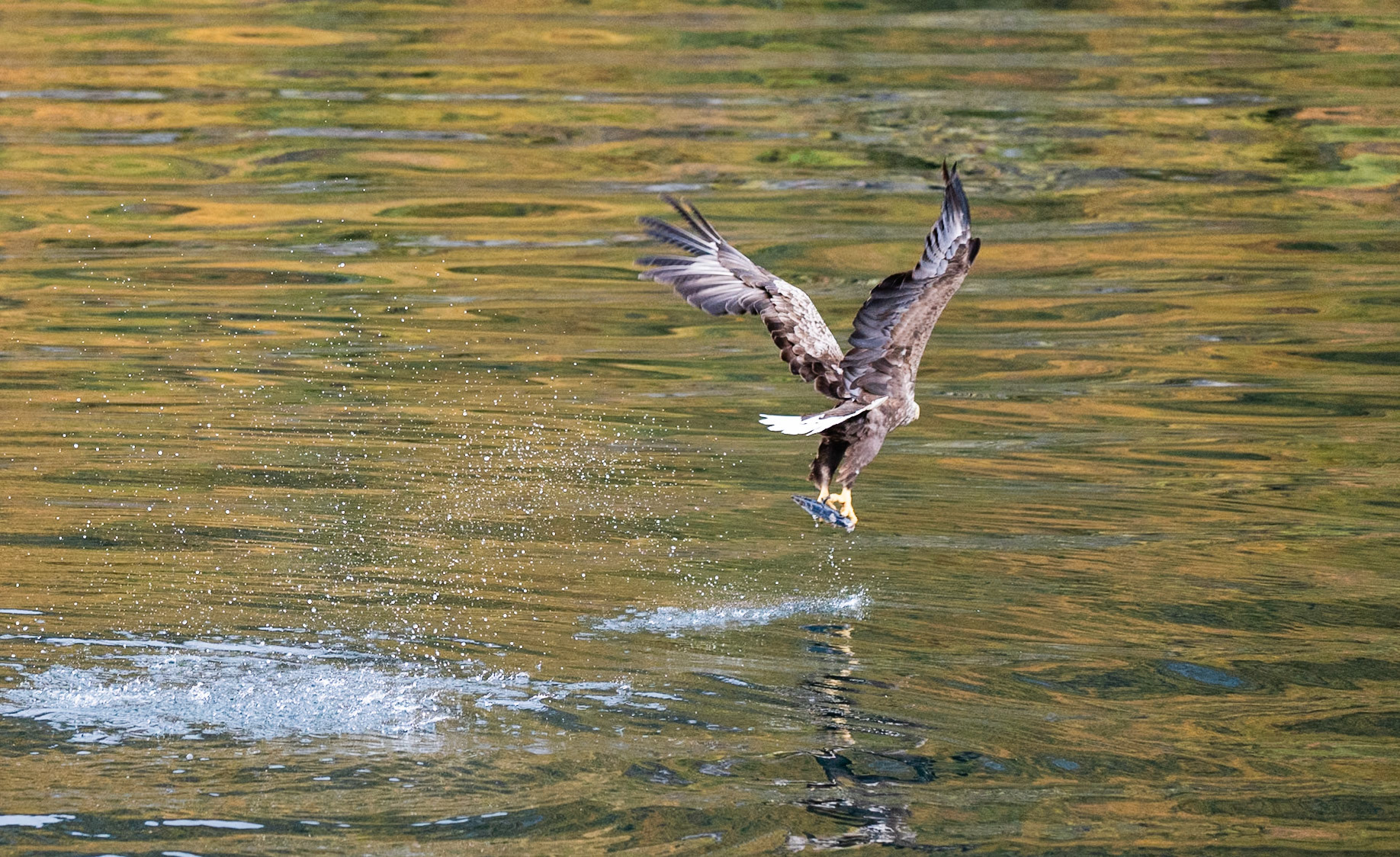 Sea Eagle Trollfjord
