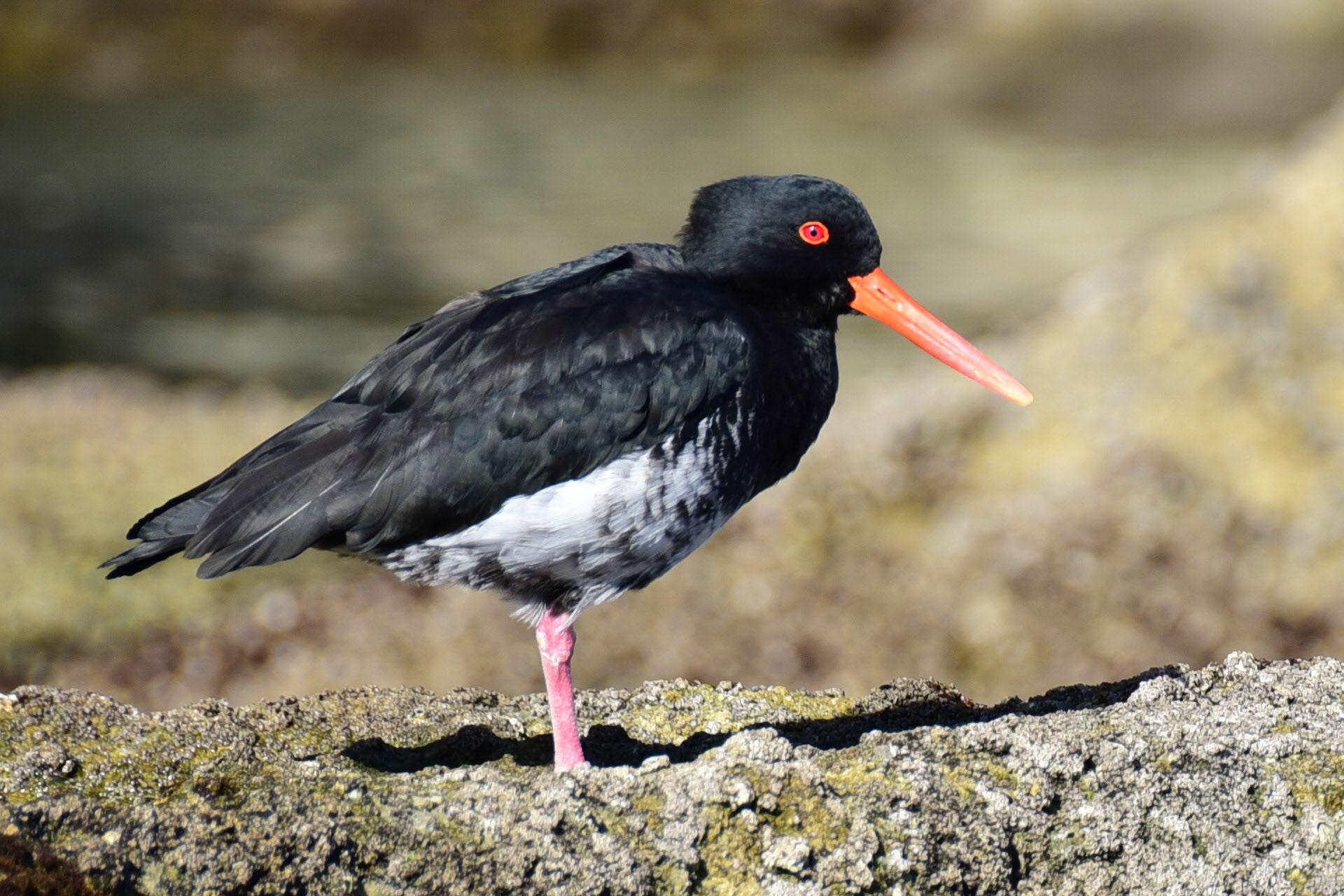 Oyster Catcher, NZ