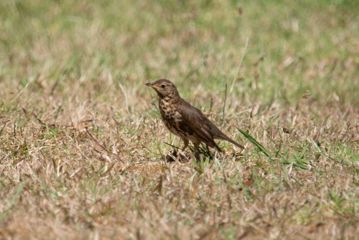 Song Thrush, Norfolk Island