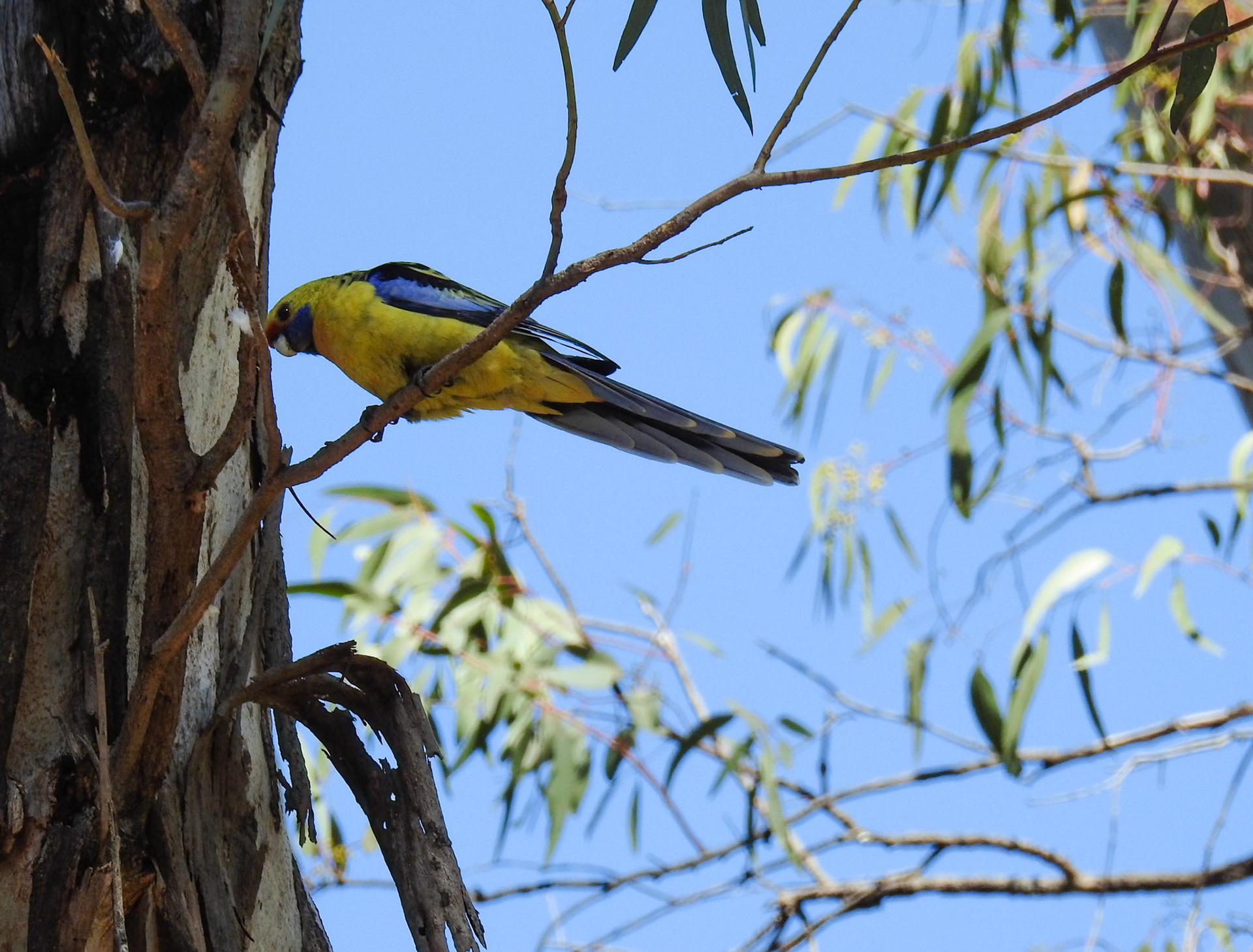 Yellow Rosella