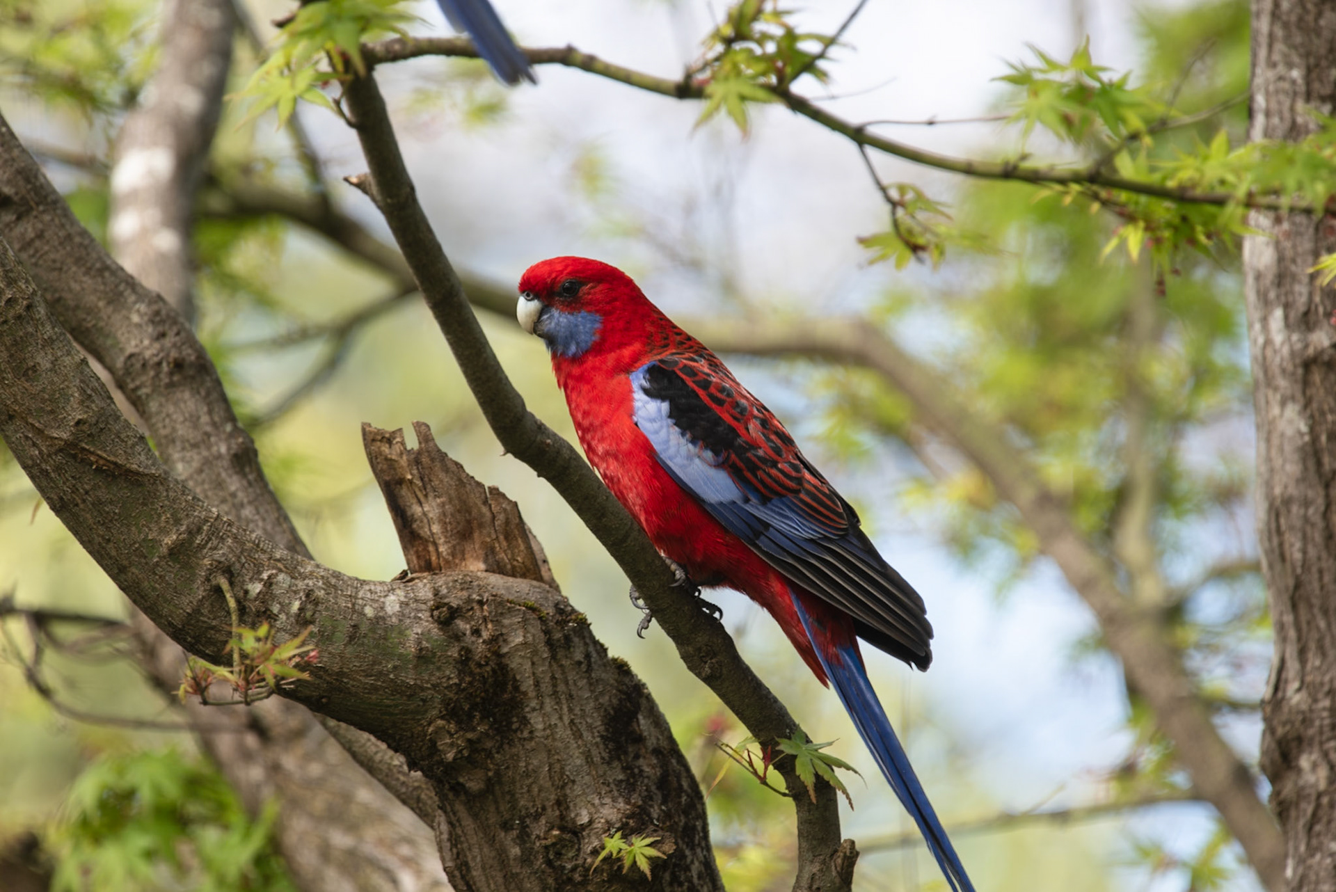 Crismon Rosella Bright
