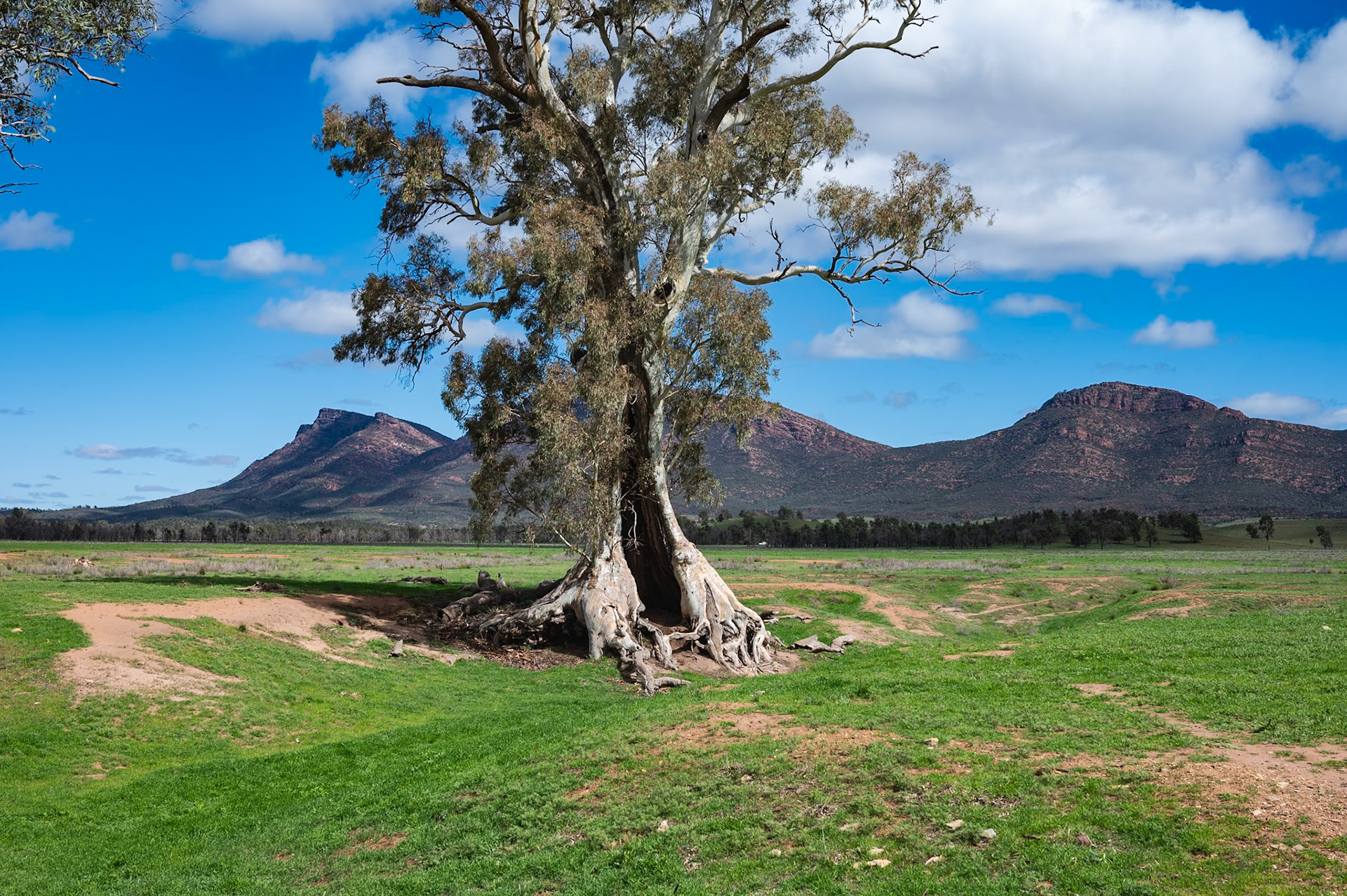 Cazneaux Tree, Wilpena