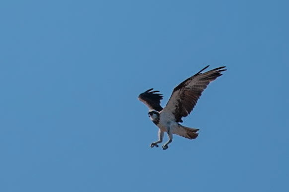 Osprey