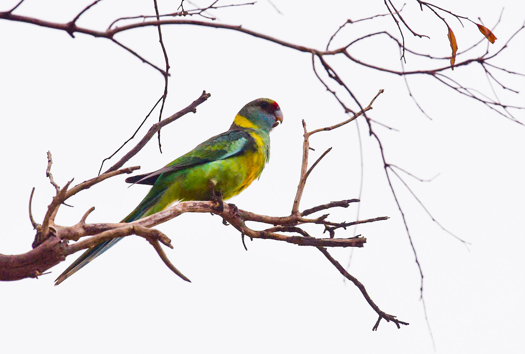 Mallee Ring Neck