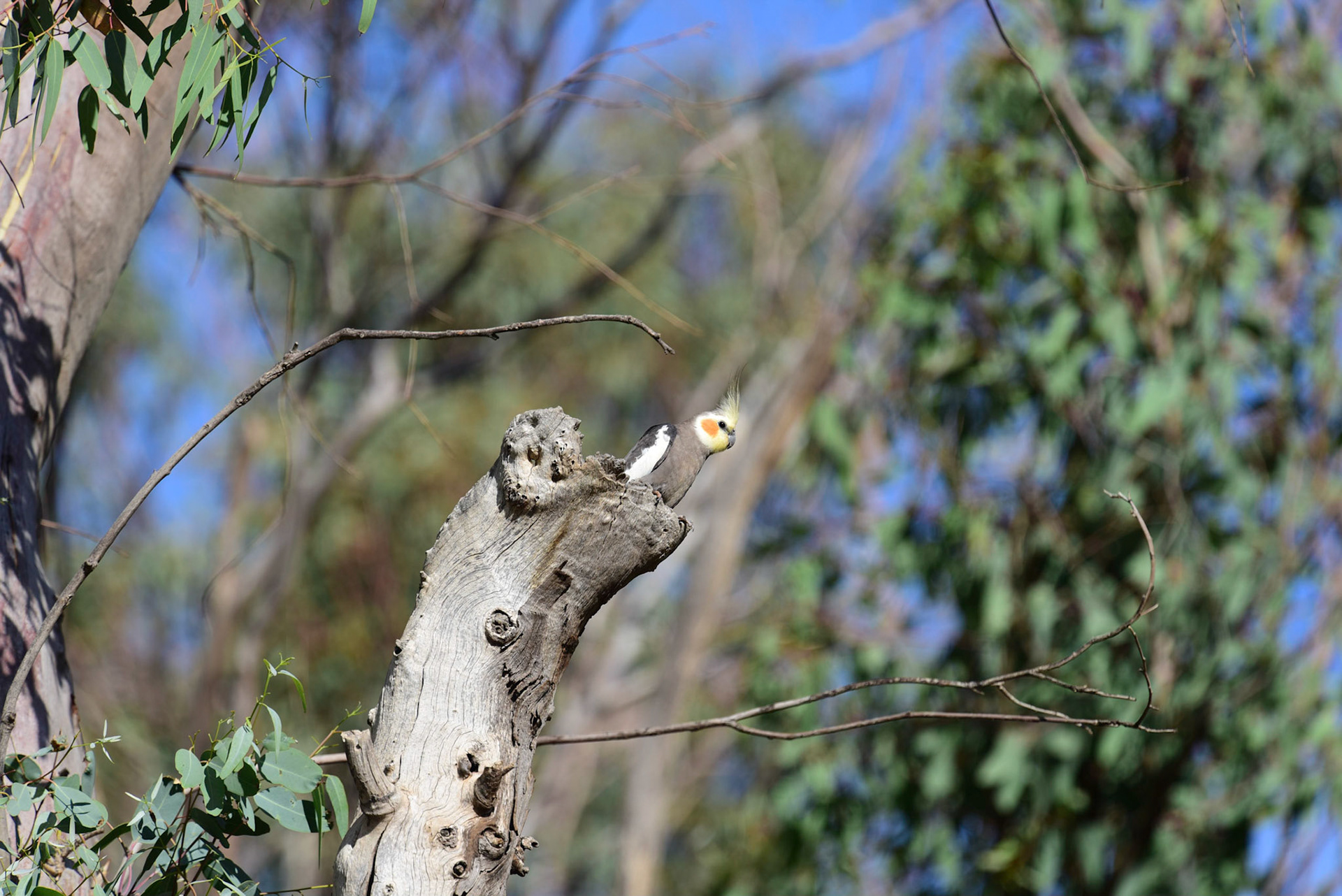 Cockatiel Chick