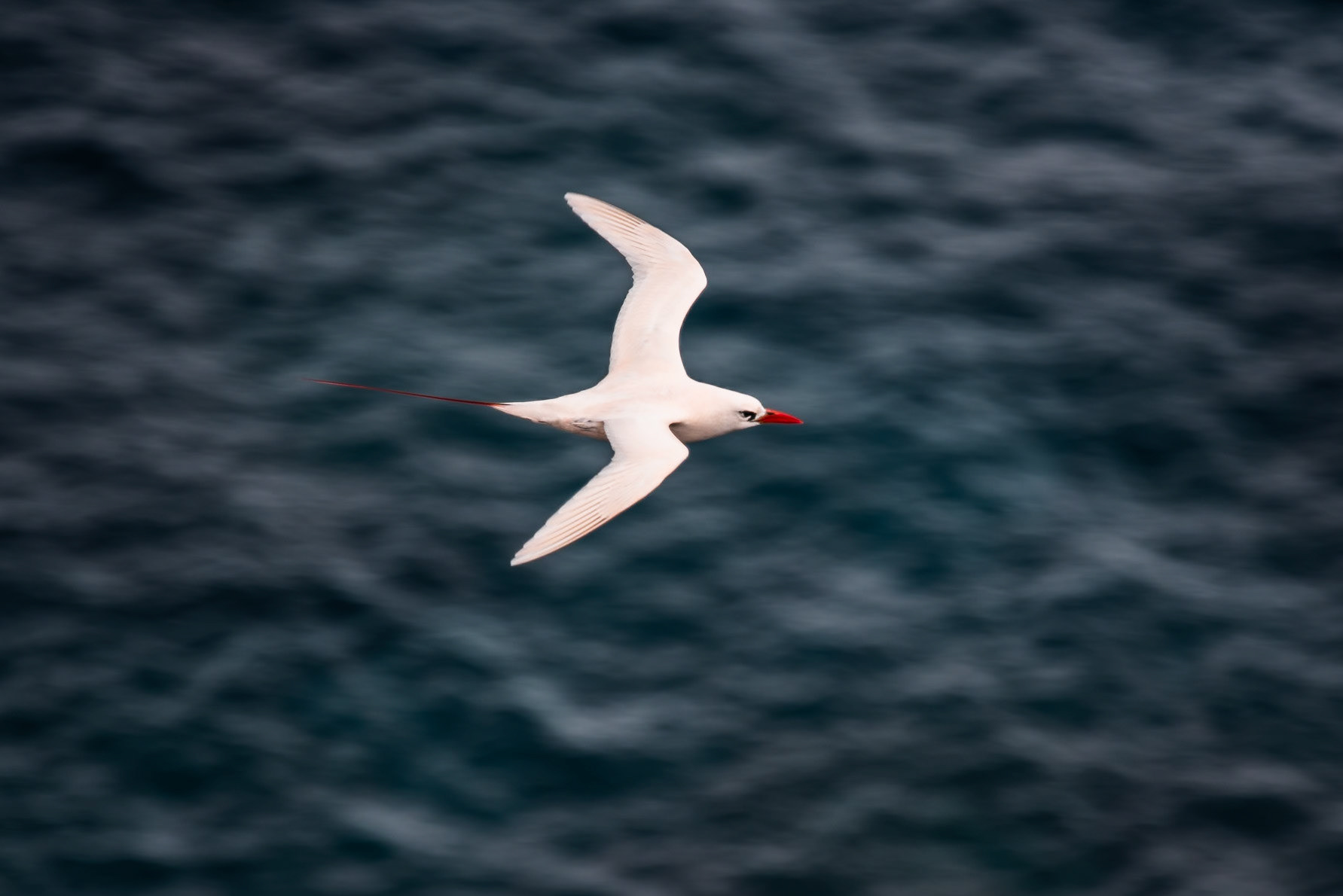 Red Tailed Tropic Bird, Norfolk Island
