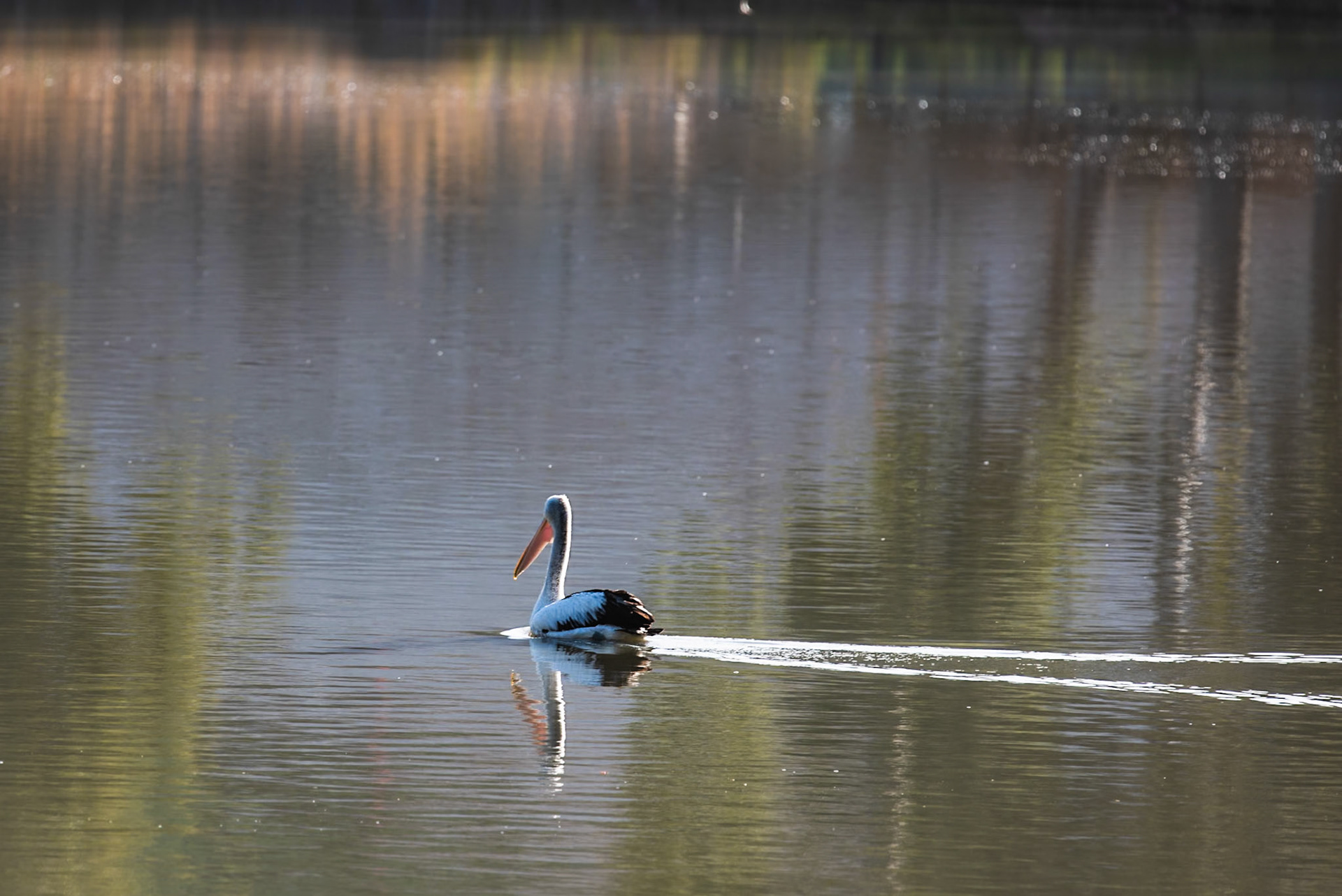 Pelican Murray River Renmark