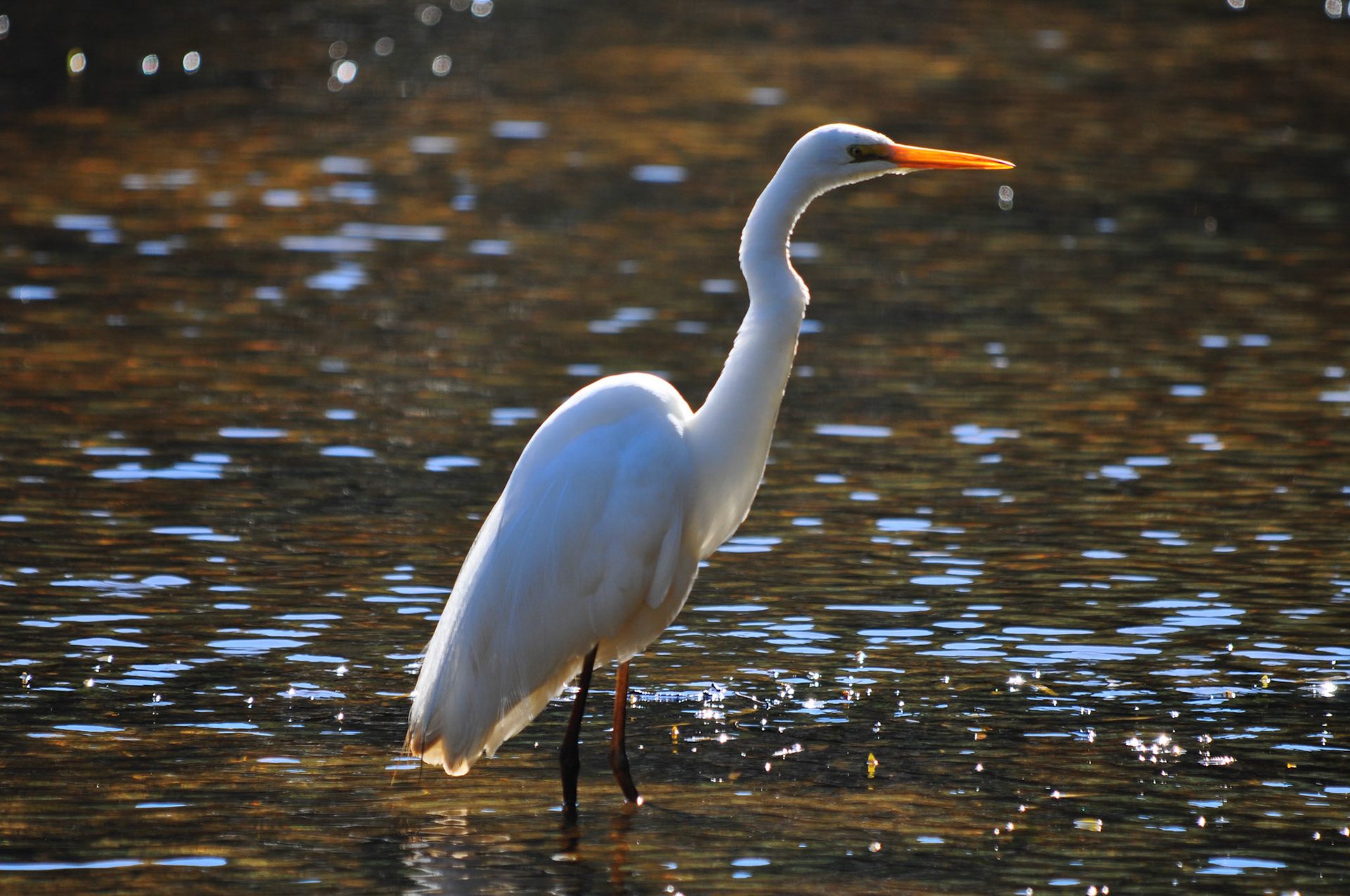 Eastern Great Egret, Wattle Flat