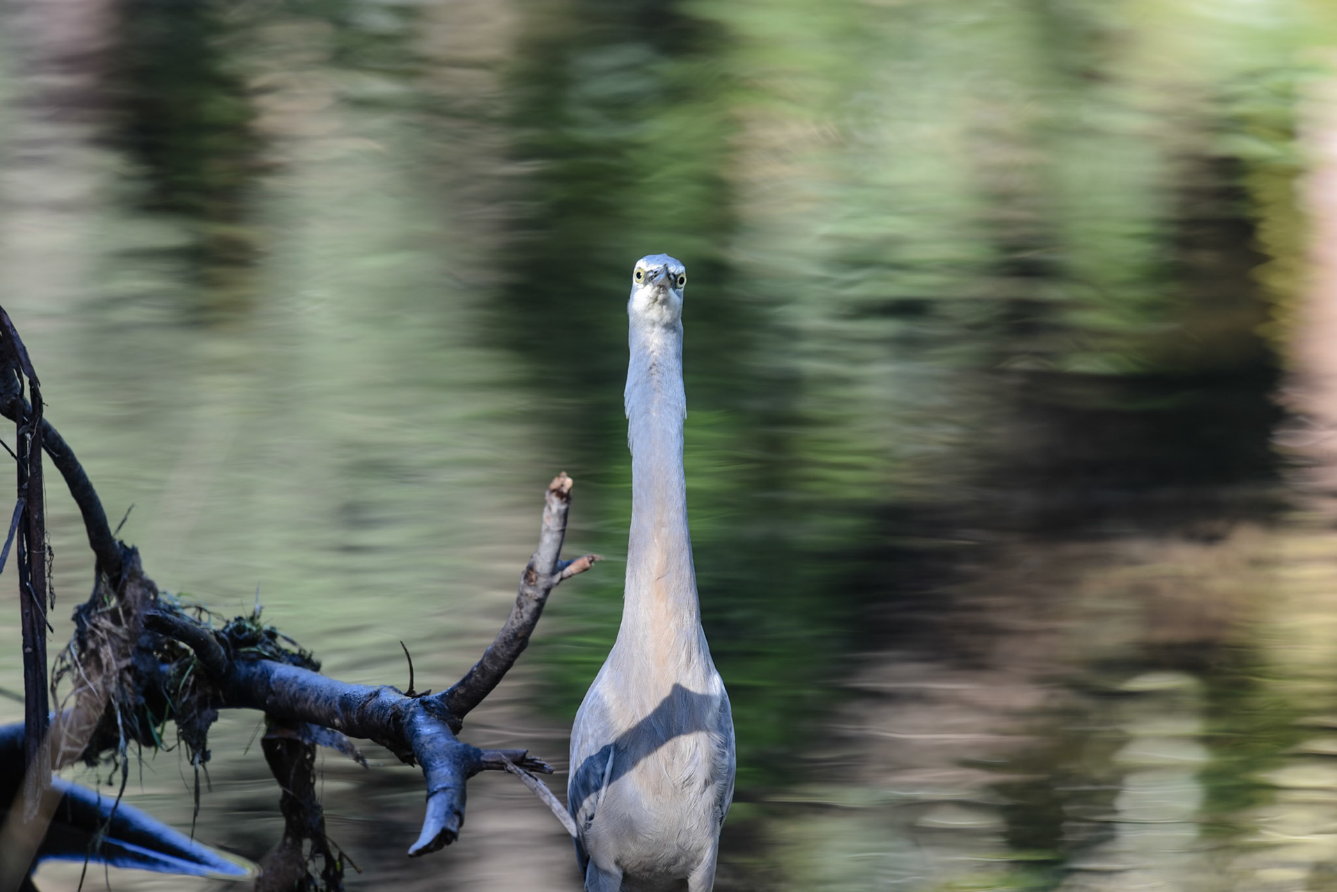 White Faced Heron, Hacking River Audley
