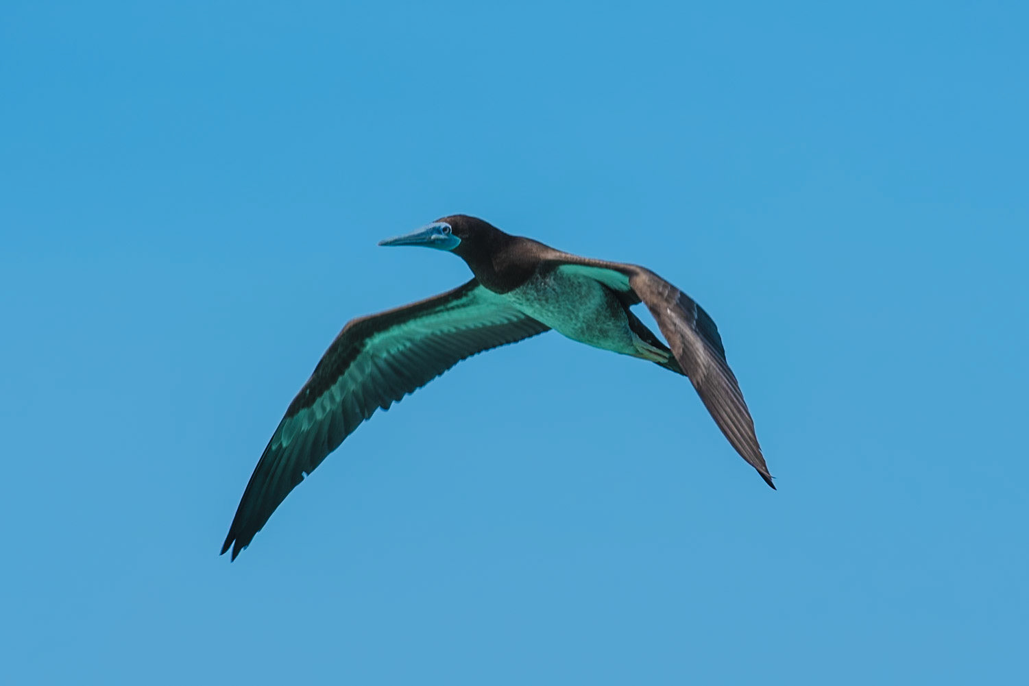 Brown Booby