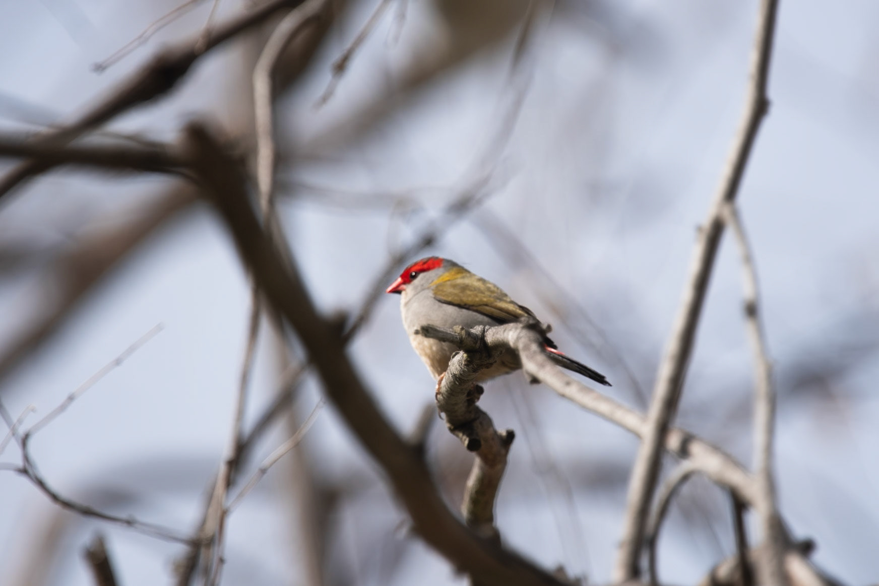 Red Browed Fire Tail, Snowy Valley
