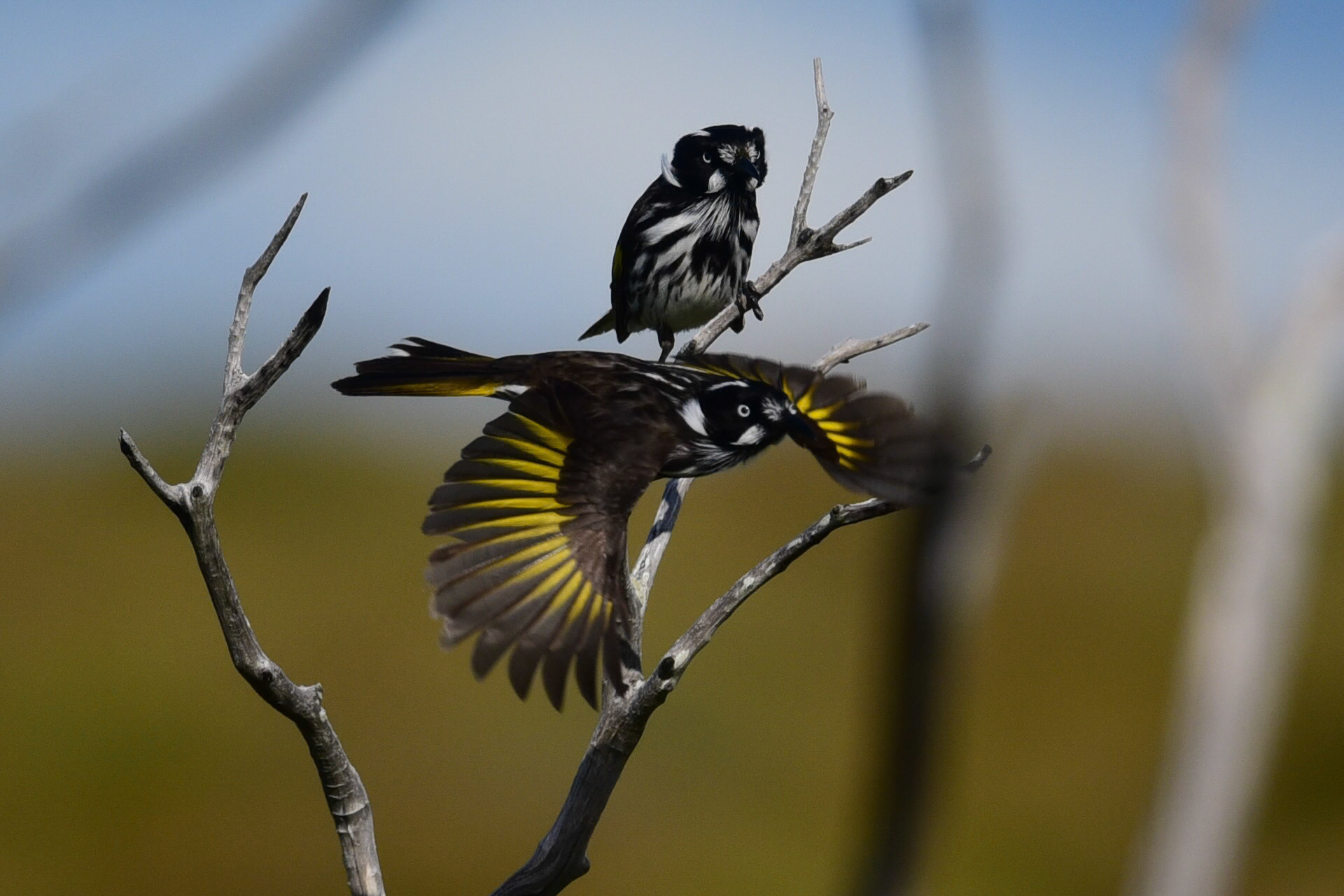 New Holland Honeyeater