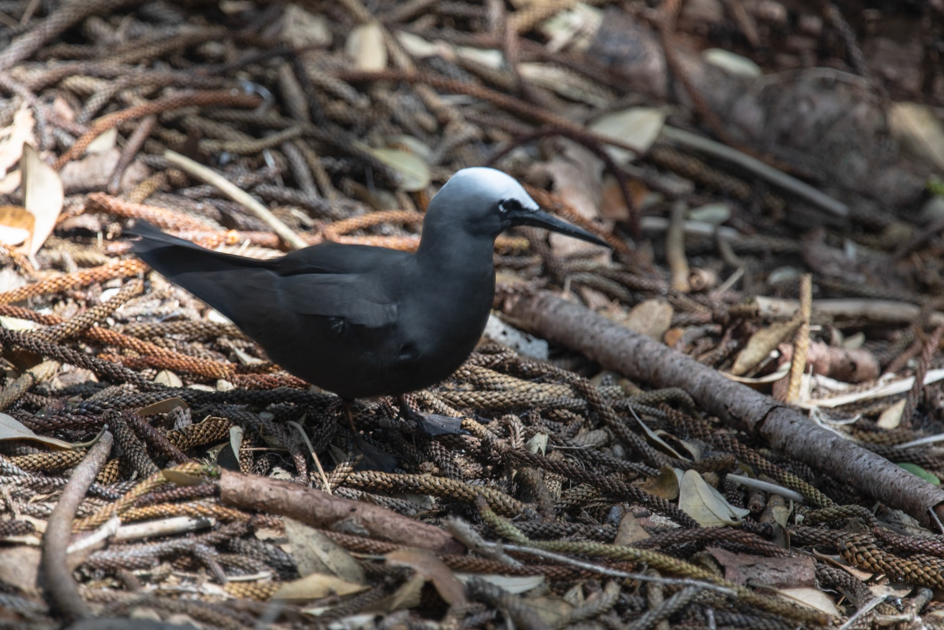 Black Noddy, Norfolk Island