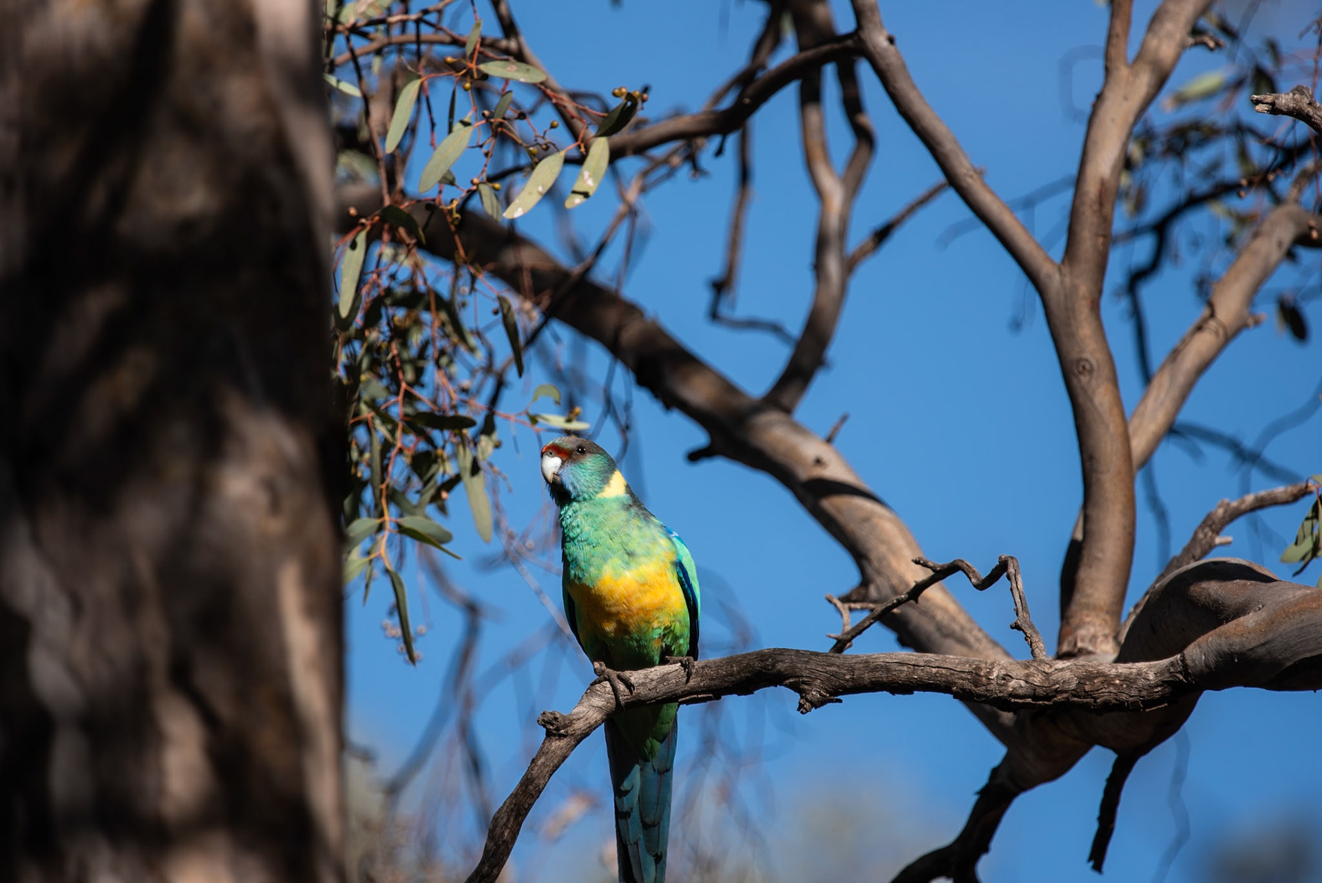 Mallee Ring Neck, Wilpena Pound