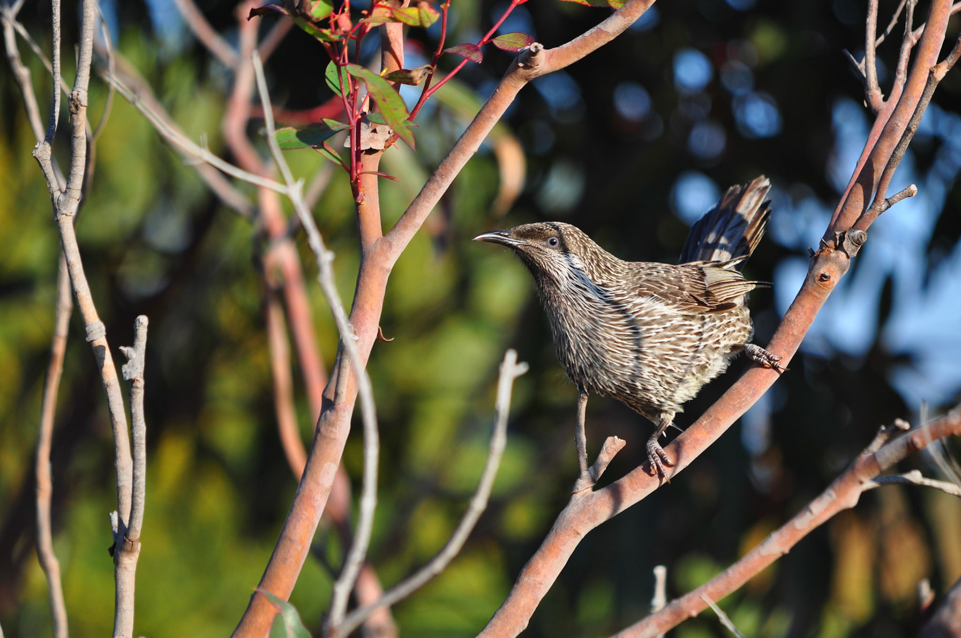 Little Wattlebird