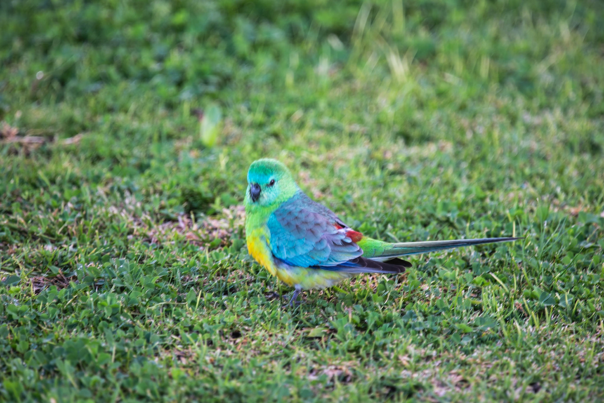 Male Red Rumped Parrot
