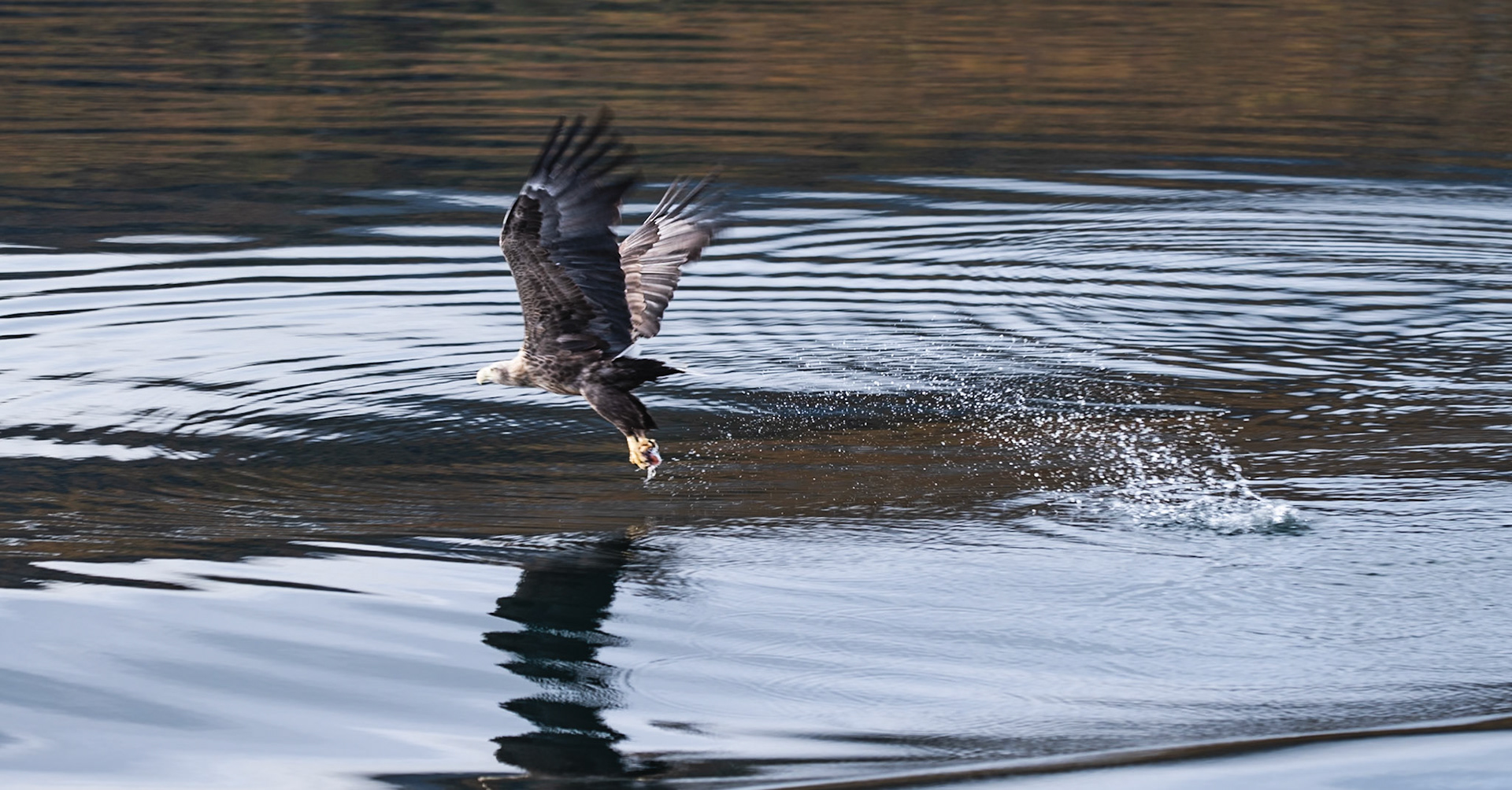 Sea Eagle Trollfjord