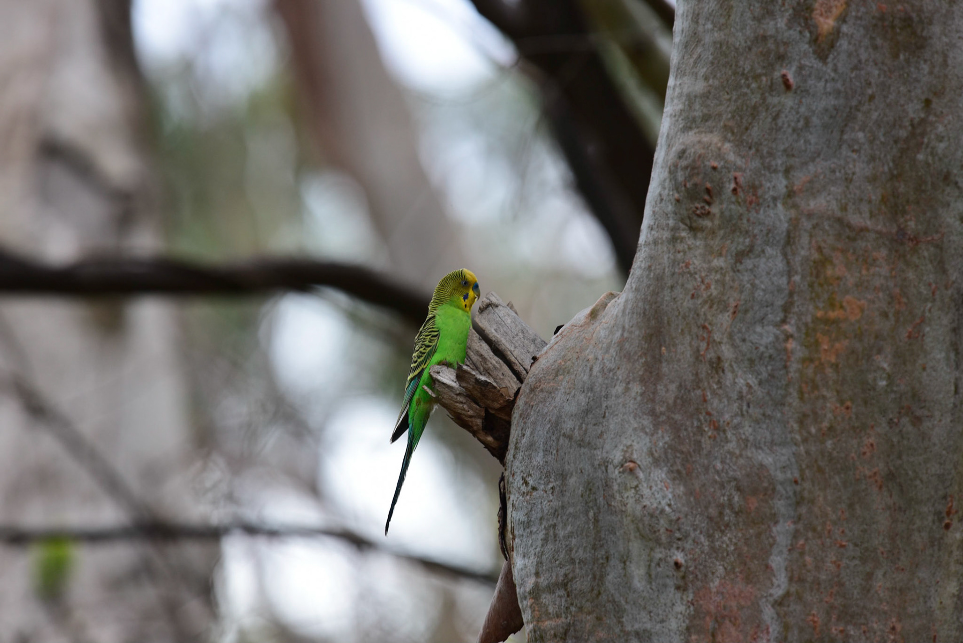 Budgerigar