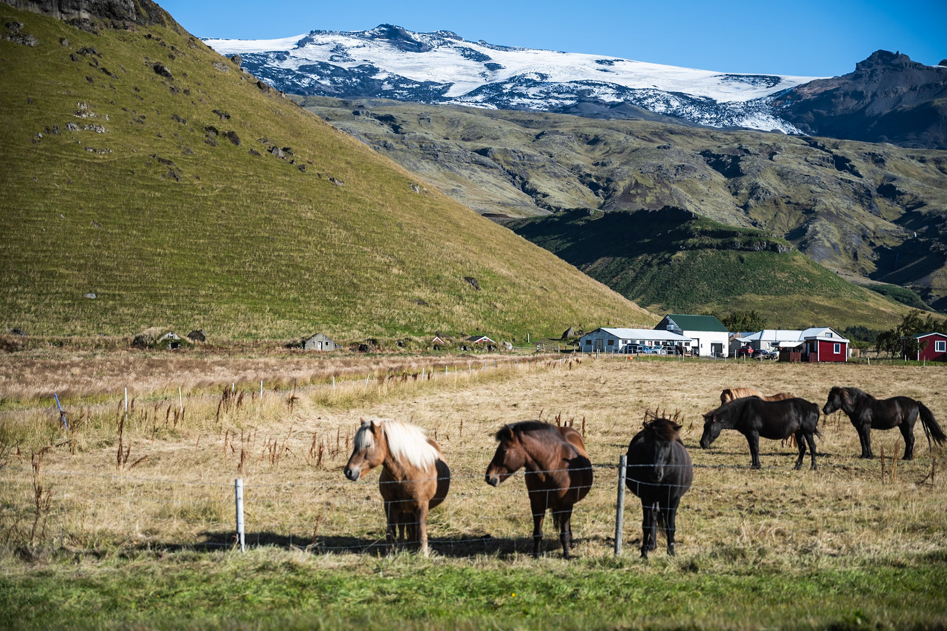 Icelandic horses