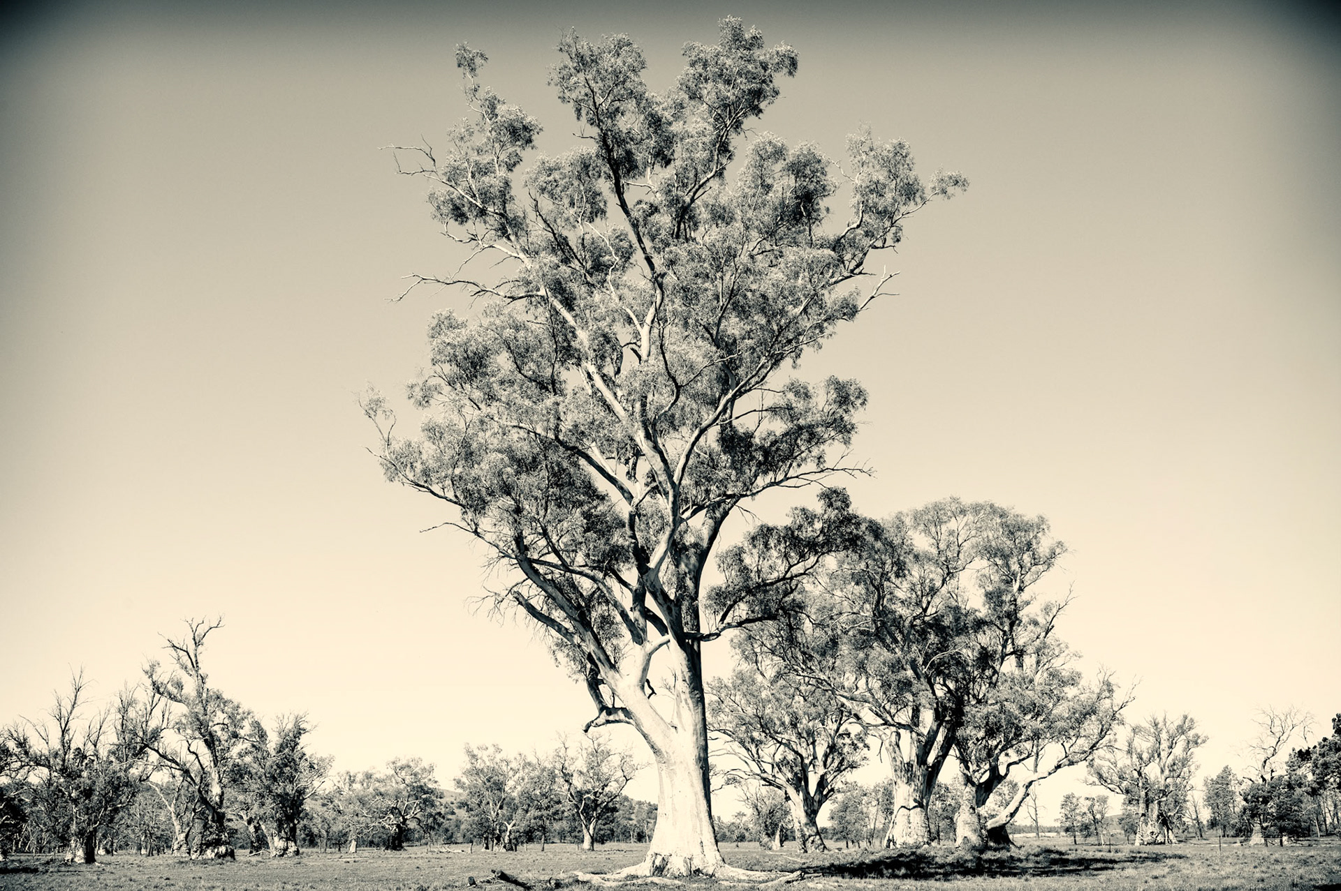 River Red Gum, Wilpena