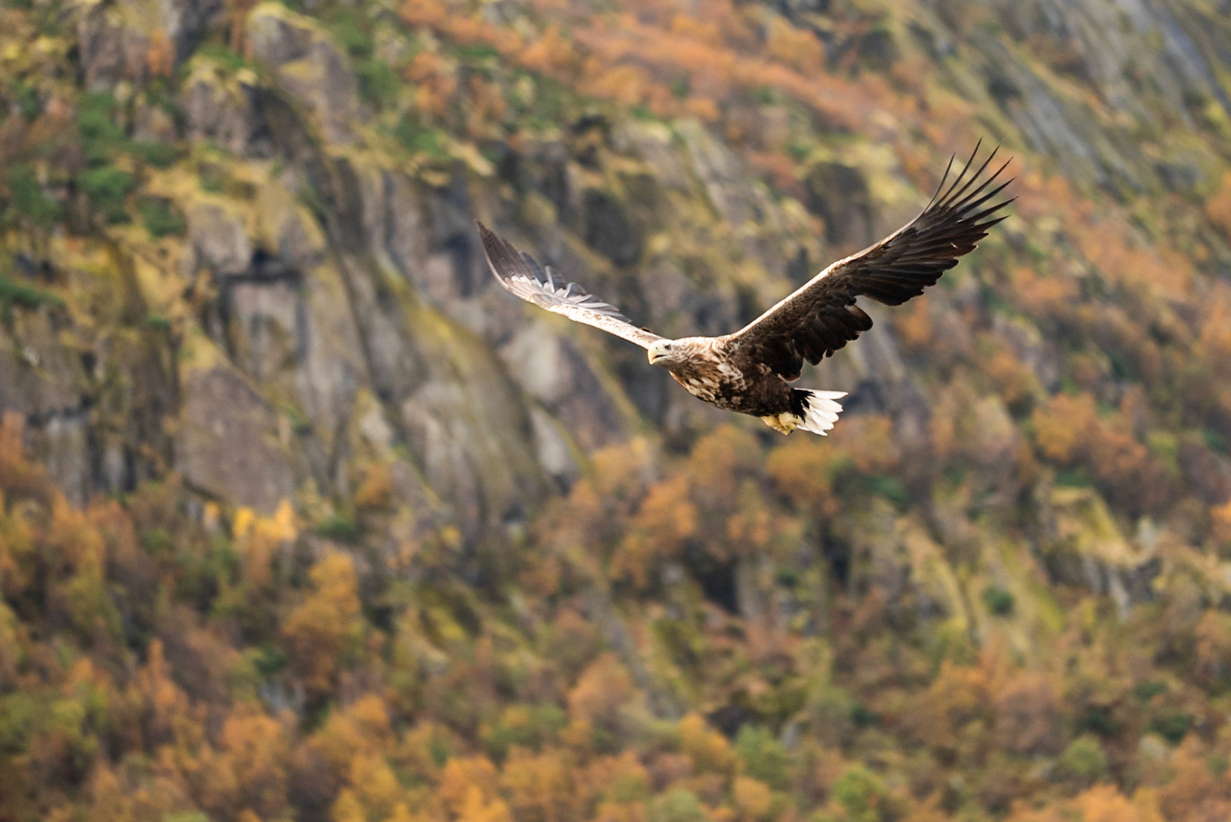 Sea Eagle Trollfjord