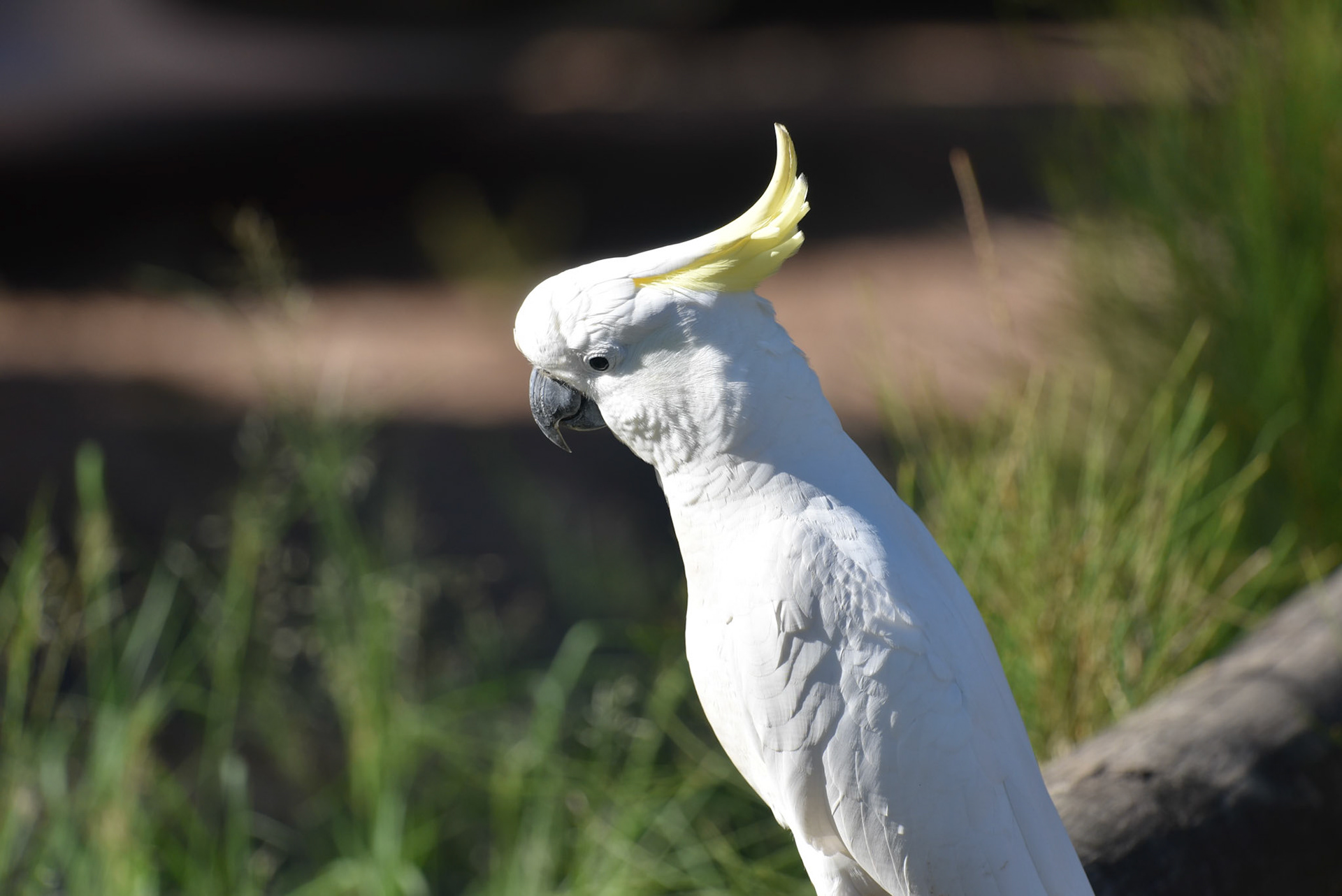 Sulphur Crested Cockatoo